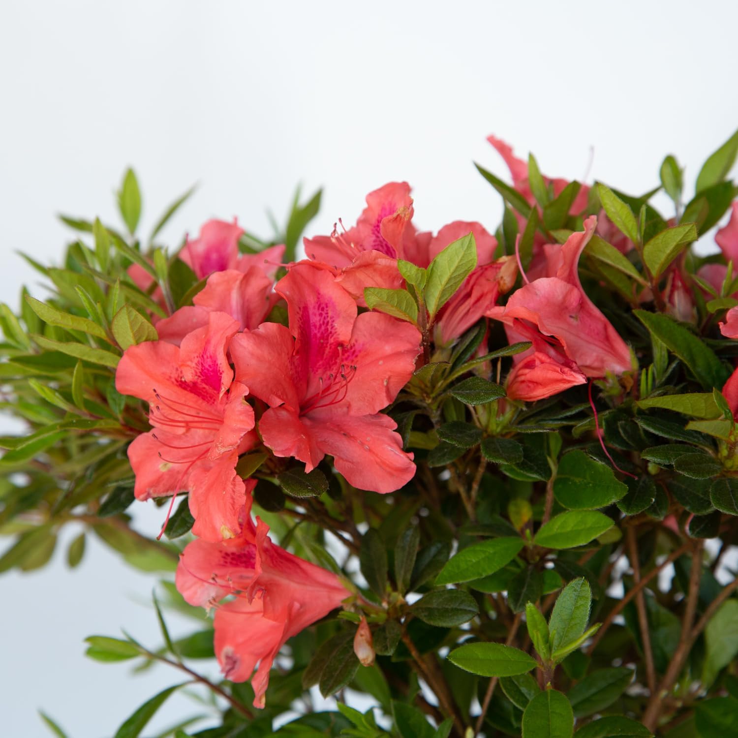 Encore Azalea Autumn Coral (1 Gallon) Coral Pink Flowering Shrub - Full Sun Live Outdoor Plant