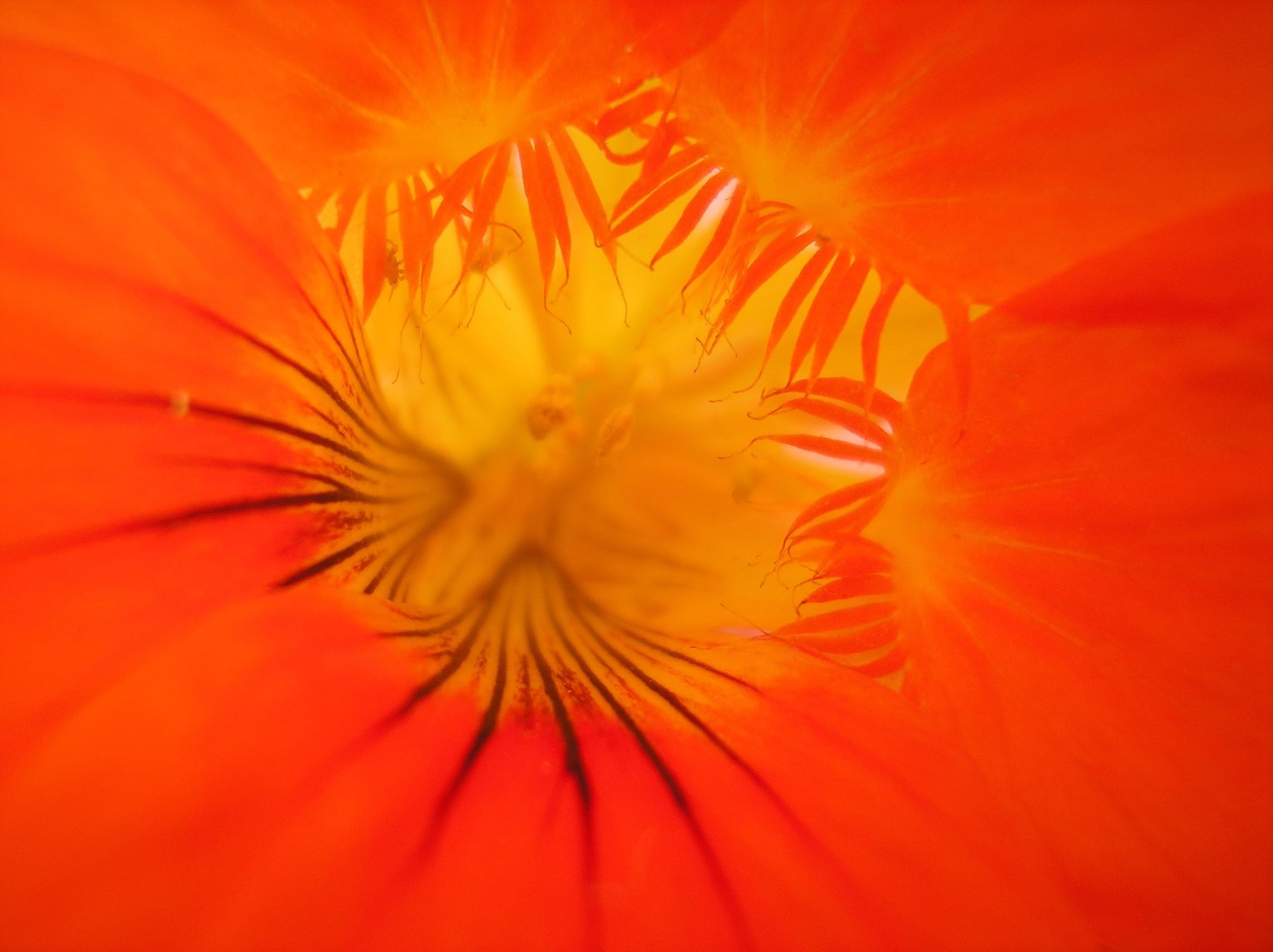Kapuzinerkresse (Tropaeolum majus) Samen. Kletterpflanze, Heilpflanze, essbar (2000 Samen =250,0g)