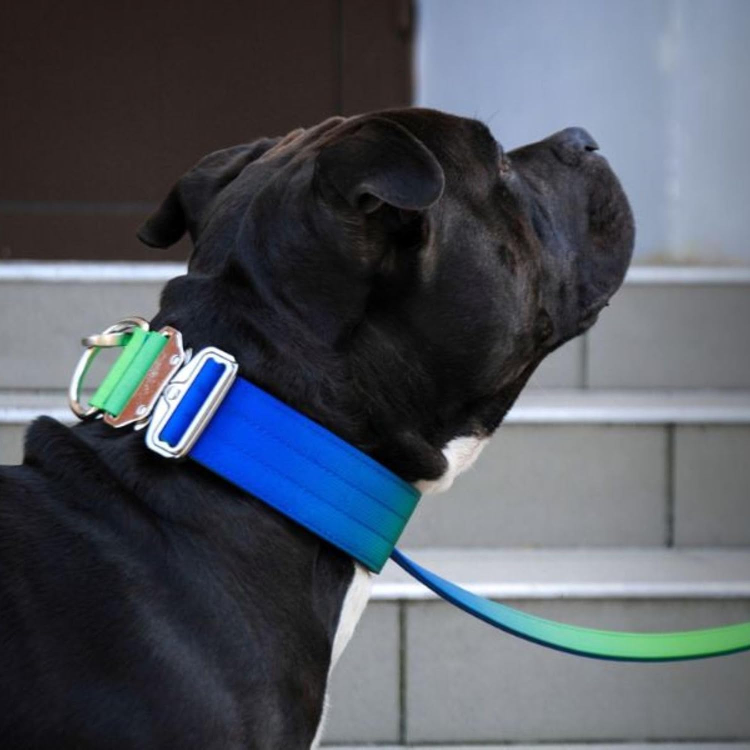 Spark Paws Tactical Dog Collar - Heavy Duty, Premium Quality, Thick and Durable for Large and Medium Dogs - Lime Wave - L - 1.5"