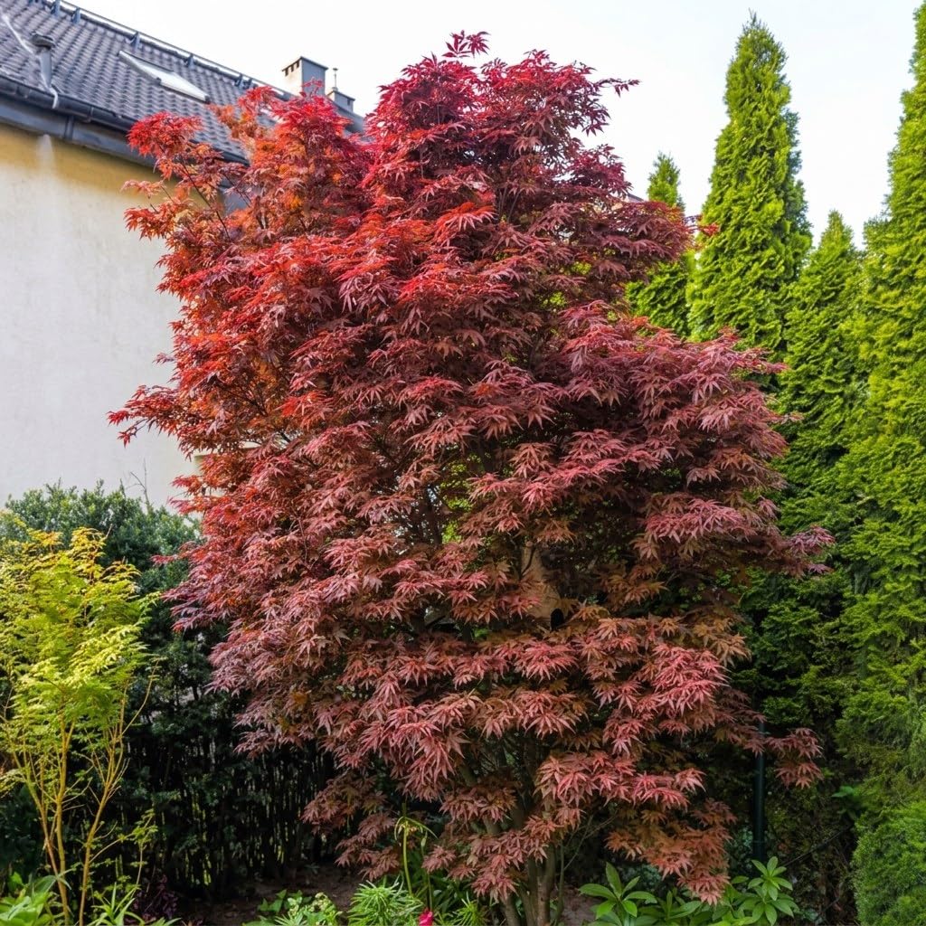 Acero rosso giapponese palmatum "Skeeter's Broom" vaso ø27 cm h 120/150 cm