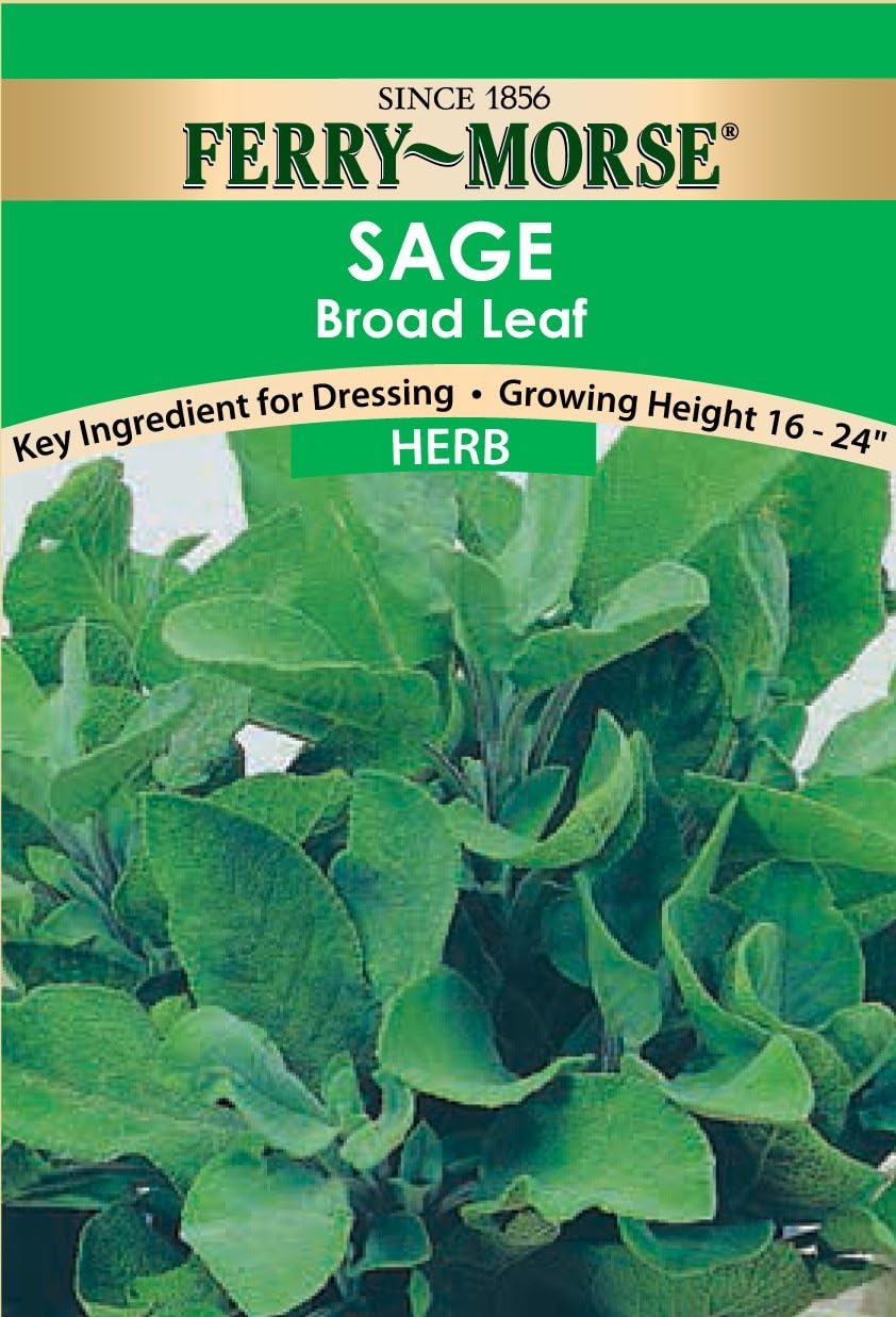 FerryMorse Seed Company Herb Sage Broad Leaf Herb Plant