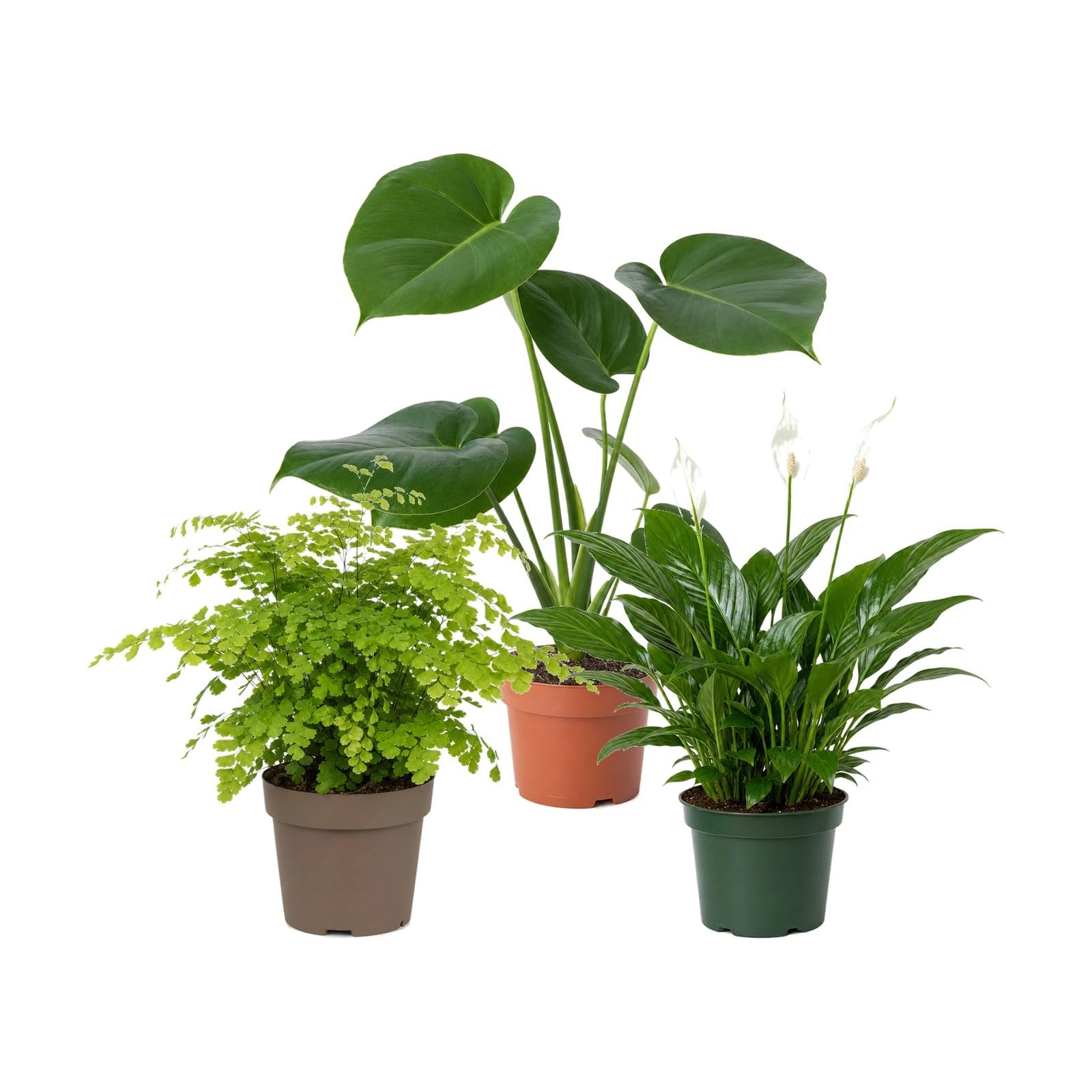 DECOALIVE Pack 3: Culantrillo, Costilla de Adán y Espatifilo