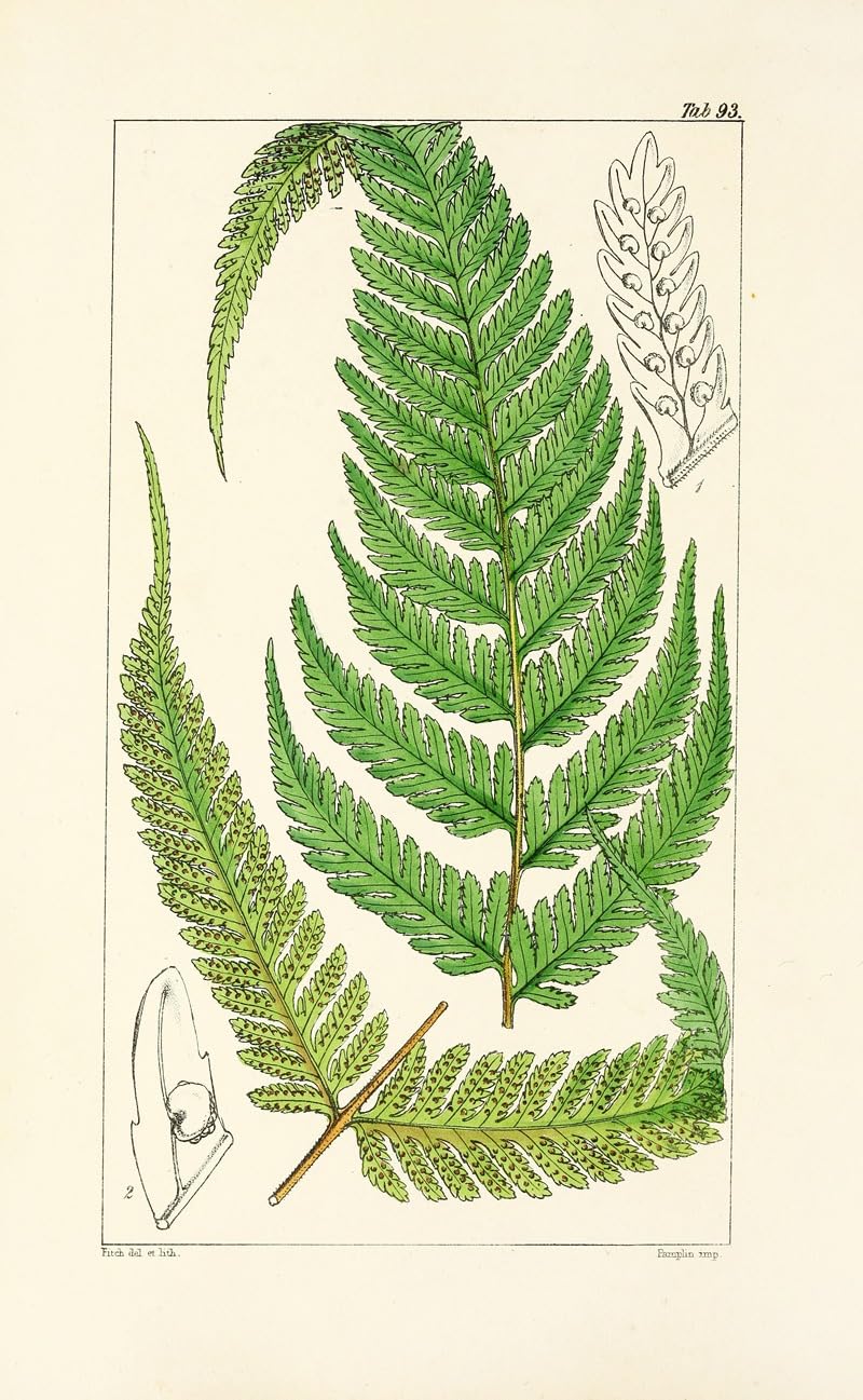 Wiek paproci Pl.89 (1854) plakat wydruk autorstwa Williama Jacksona Hookera (24 x 36)