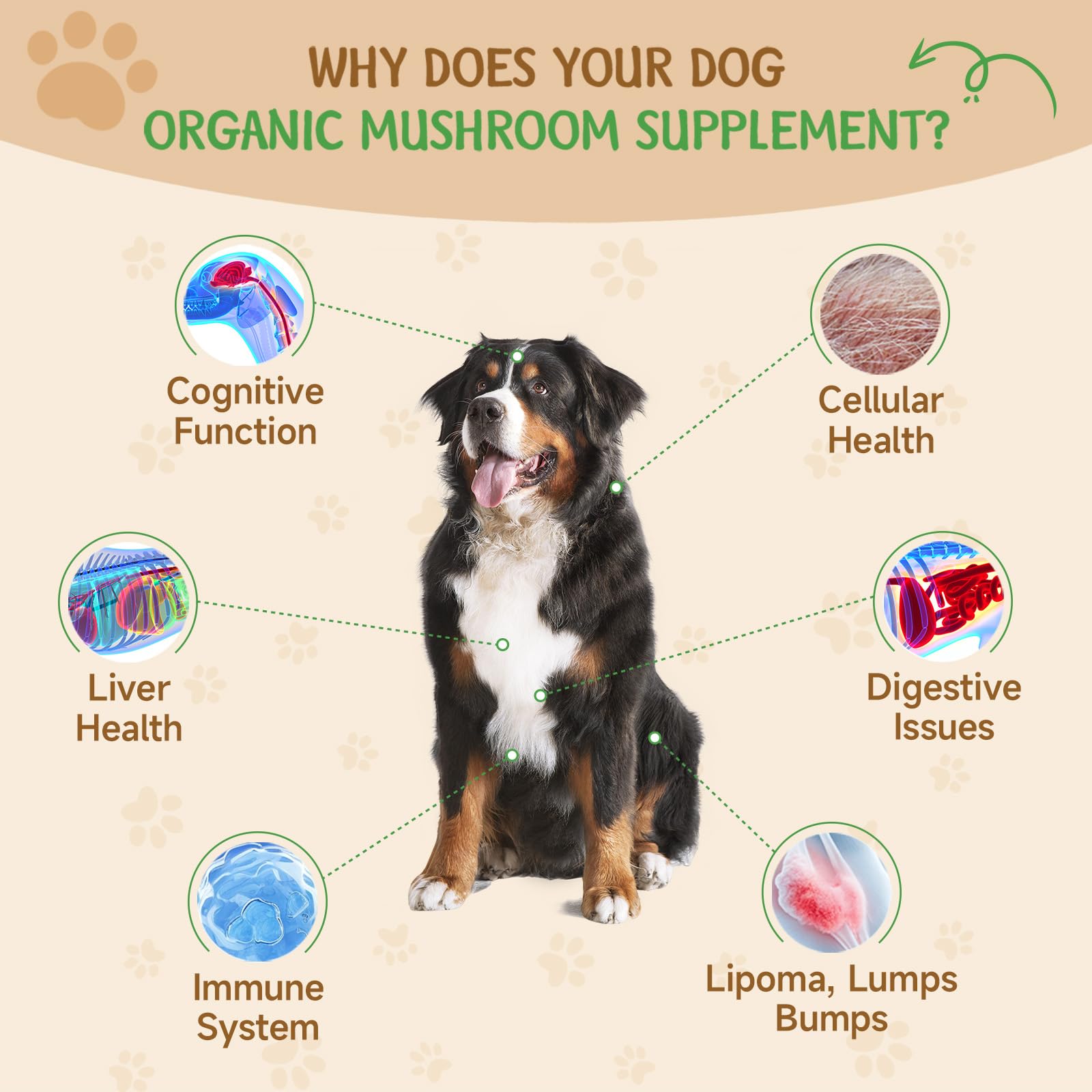 9 in 1 Fungo per cani - Integratore di funghi per cani - Sistema digestivo, pelle, articolazioni, immunità - con 9 funghi - Gusto pollo arrosto, 60ML
