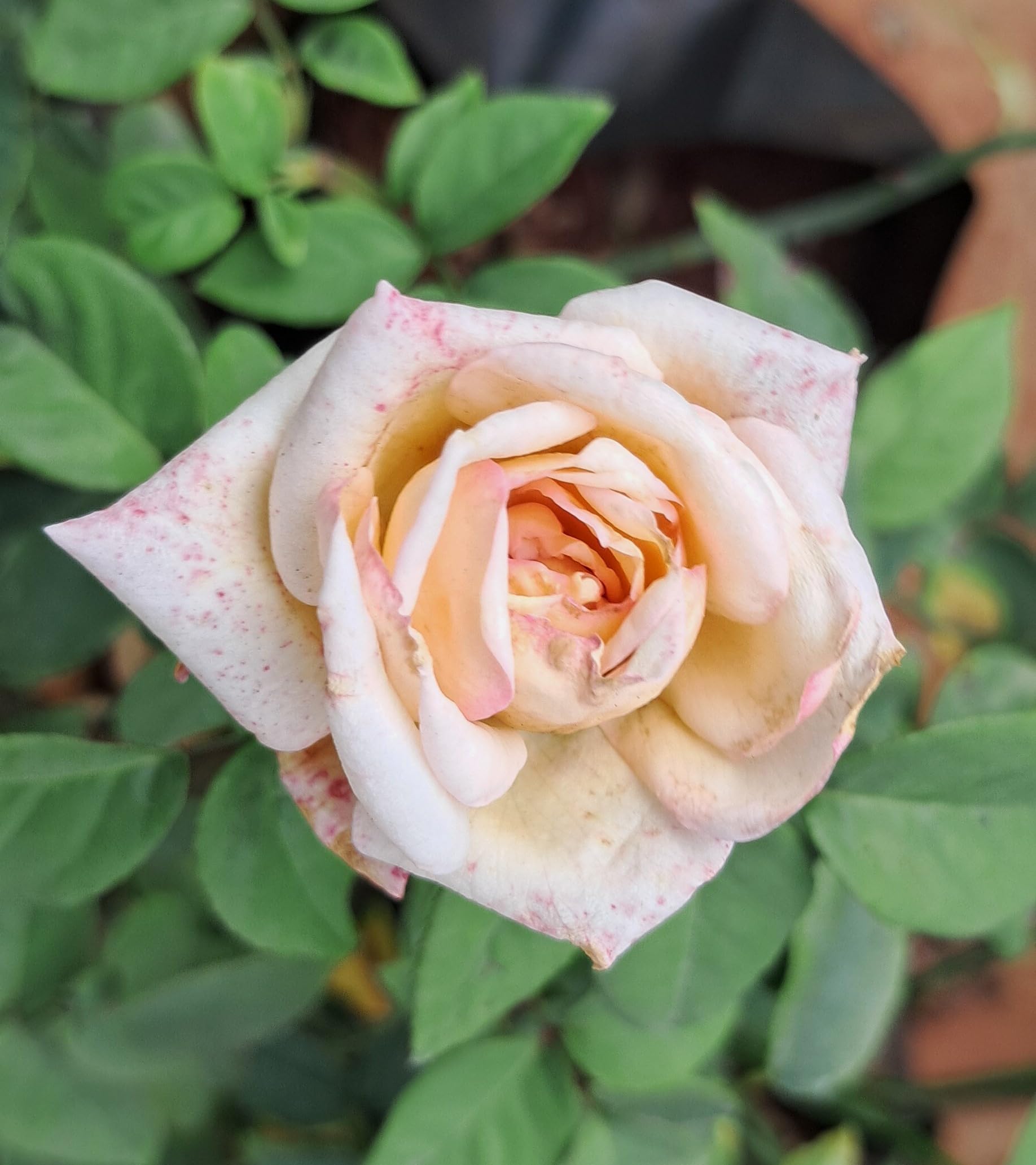 Rare variety 7 Days Rose Plant Healthy Live Plant With Safe & Secure Packing-image-2