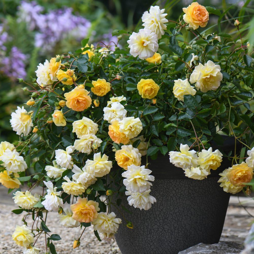 Rose 'Scentifall Lemon' - Citrus-Scented, Repeat-Flowering Rose for Containers and Hanging Baskets | Thornless Stems | 60cm Height - 2X 9cm Potted Plants By Thompson & Morgan