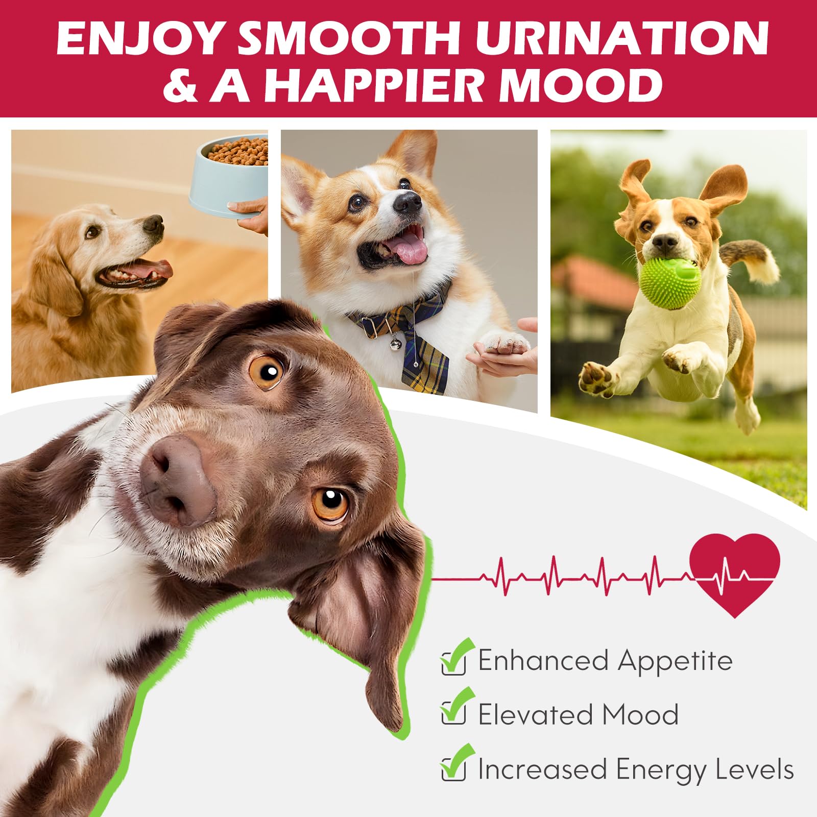 Urinary Tract for Dogs, 2PCS Infection Urinaire Chien, Dog UTI Treatment, Gouttes Naturelles de Soins Urinaires, prévention de l'incontinence et des calculs de la vessie