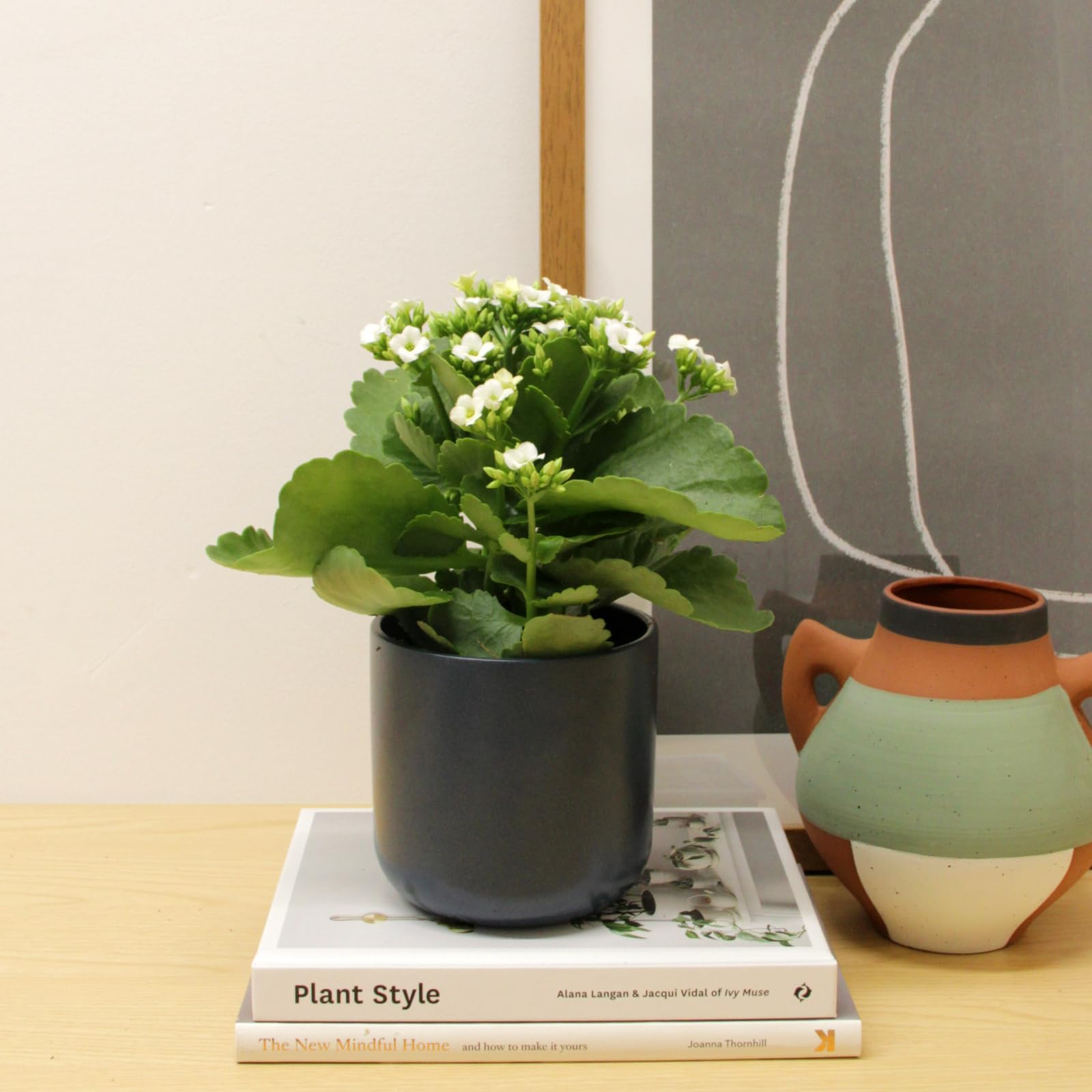 Carbeth Plants 1x White Real Kalanchoe Indoor Plant 10.5cm Pot (White, 1x)