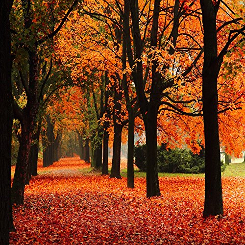 Falling Leaves Fragrance Oil (1 Oz Bottle) For Candle Making, Soap Making, Tart Making, Room Sprays, Lotions, Car Fresheners, Slime, Bath Bombs, Warmers… #TOP1