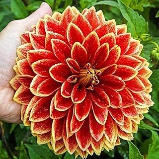 2Pcs Dahlia Bulbs - Decorative Dinner Plate Dahlia - Perennial Dahlia Flower Dahlia Bulbs for Planting