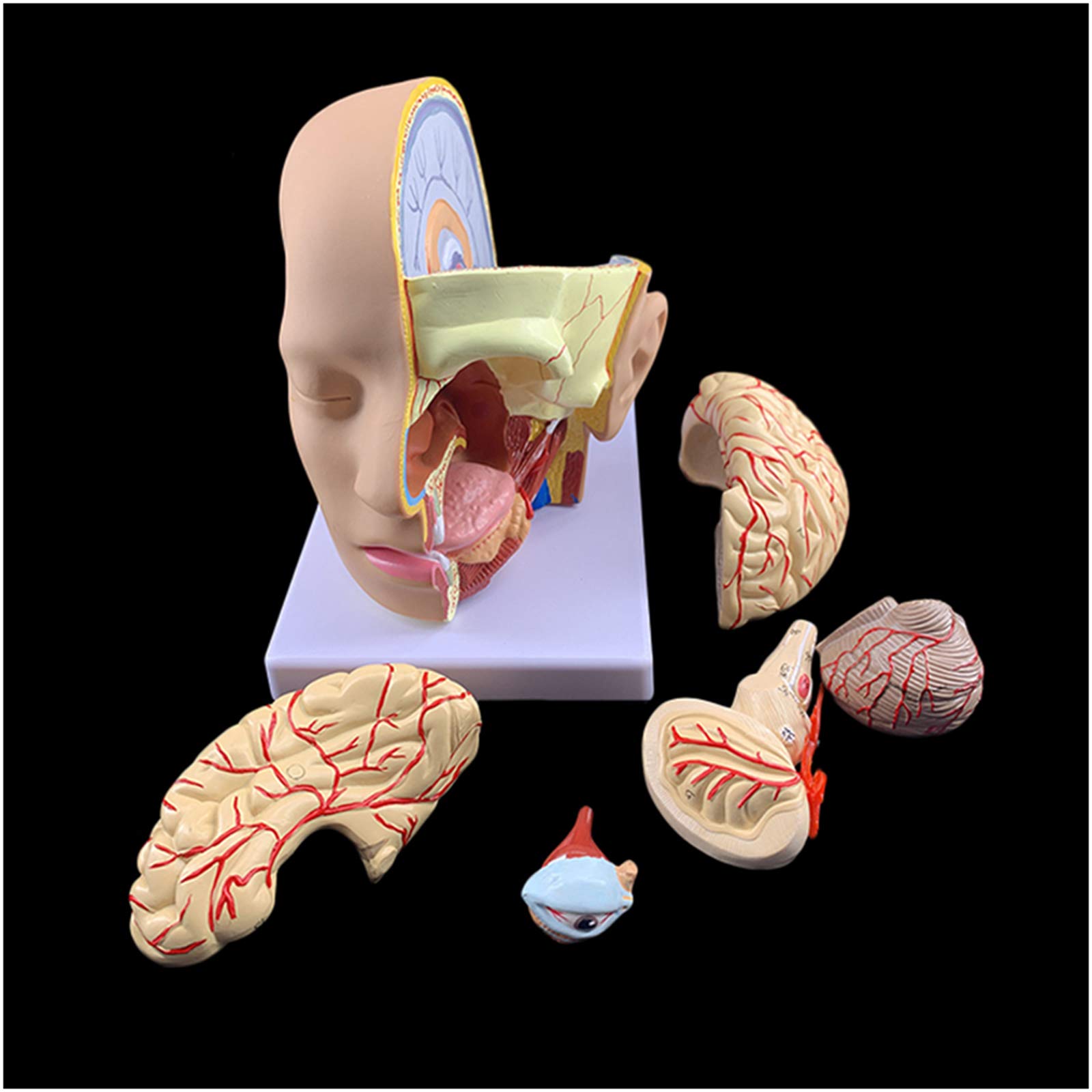 sjdoPulse Human Head Anatomy Model with Brain - Simulation Science Head Model 3D Human Brain Anatomical Model - for Study Display Teaching Medical Model (A)