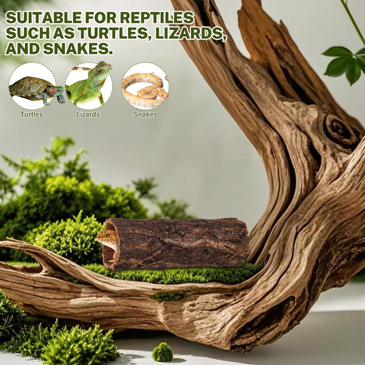 Veemoon Natürliche Baumstamm-höhle für Reptilien Und Amphibien, Terrarium aus Natürlicher Korkrinde, Baumstammhöhle, Kletterhöhle aus Holz für Geckos, Schlangen, Einsiedlerkrebse Und Frösche, 3,14