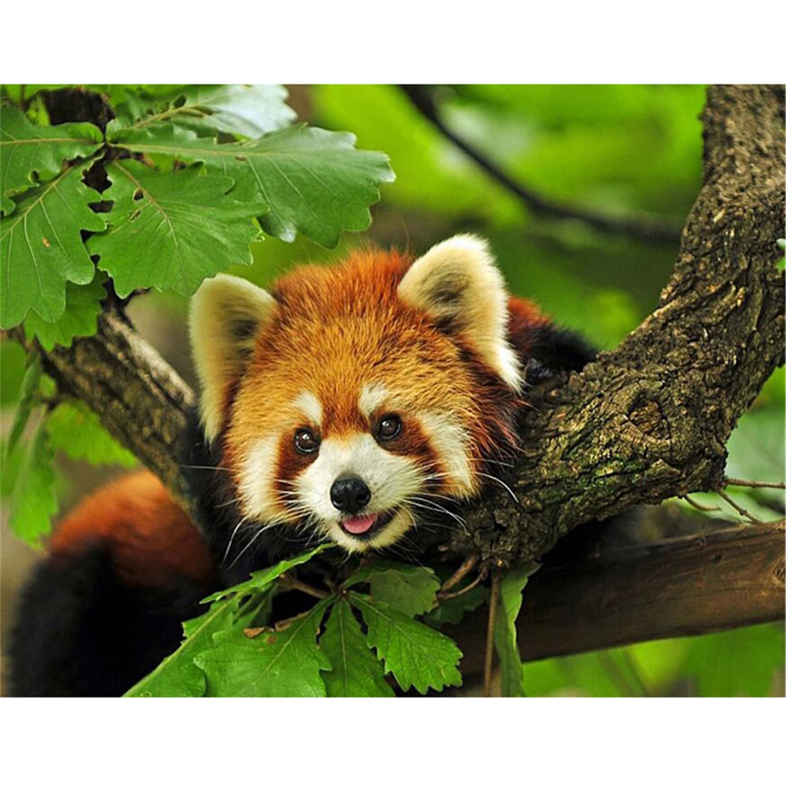 Zestaw do malowania diamentami 5D, czerwona panda las DIY akcesoria do malowania diamentami, haft diamentowy ścieg krzyżykowy płótno rzemiosło, do dekoracji ścian domu sypialnia wiertło kwadratowe 80