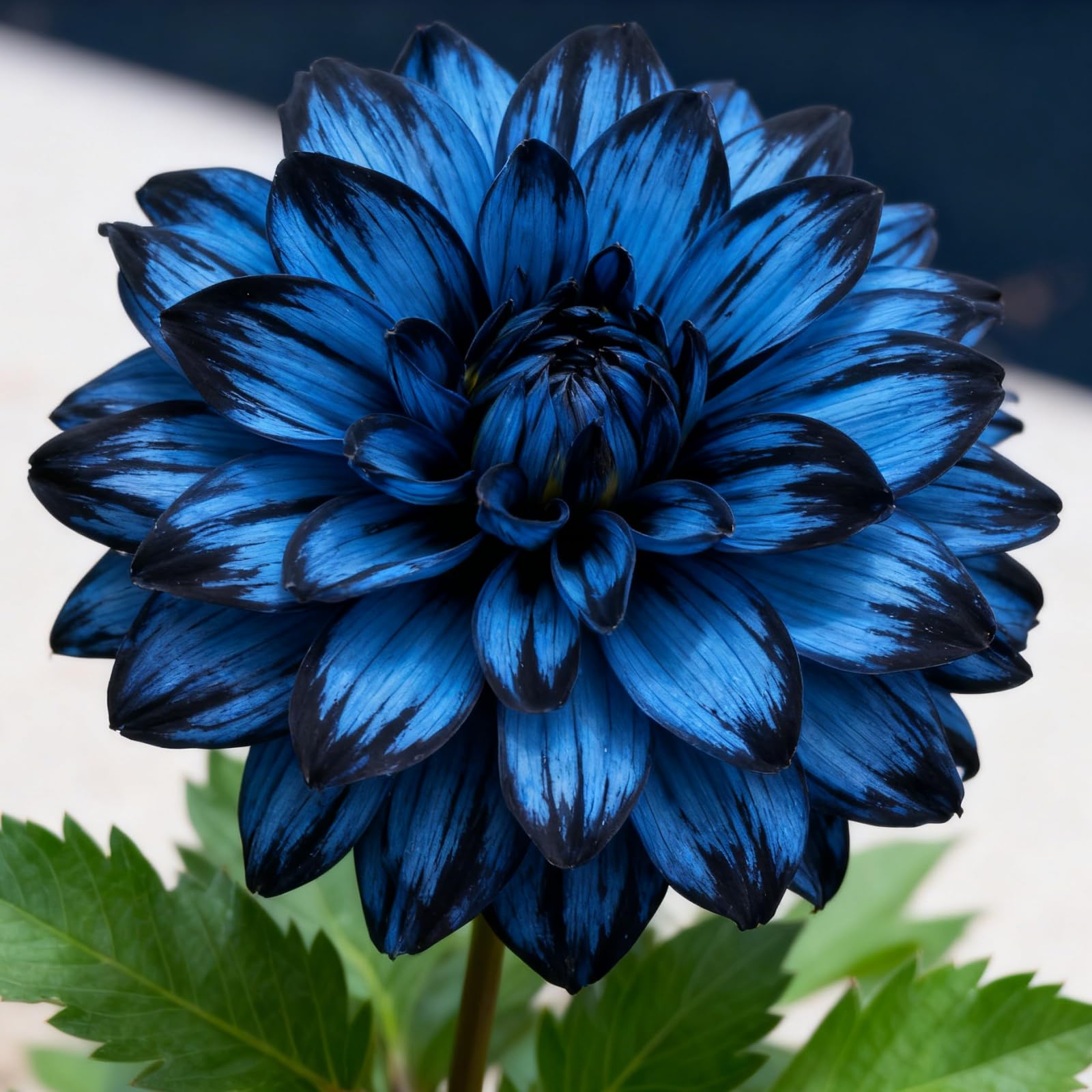 Perennial Dahlia Tubers, Dahlia Bulbs, Vibrant, Spring Summer Gardens Full Sun, Excellent Display Indoor Perennial Balcony Garden Bulbs-8 Bulbs-J