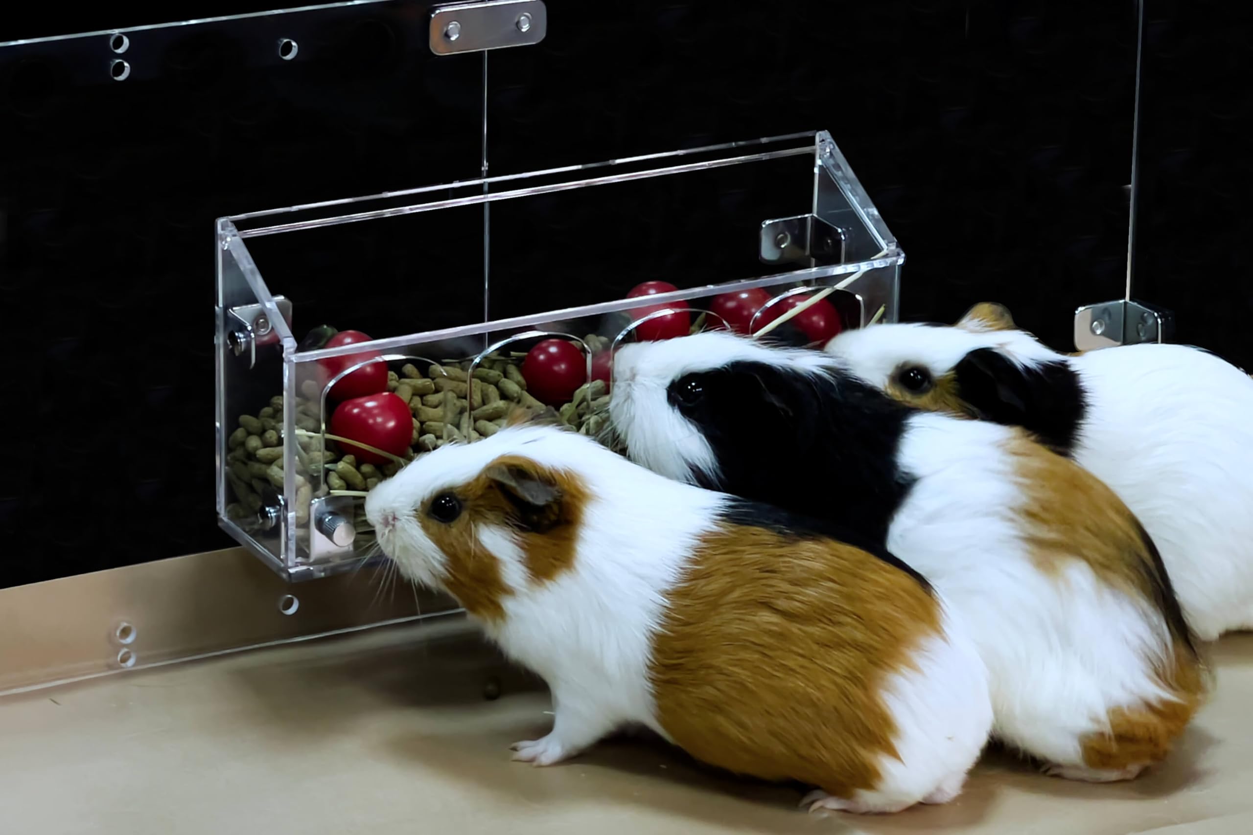 GuineaLoft™ Hop-Stop Harmony Feeder - Patent-Pending Innovative Feeder Designed & Made by Seasoned Owners Who Tried Everything Out There - Guinea Loft Exclusive