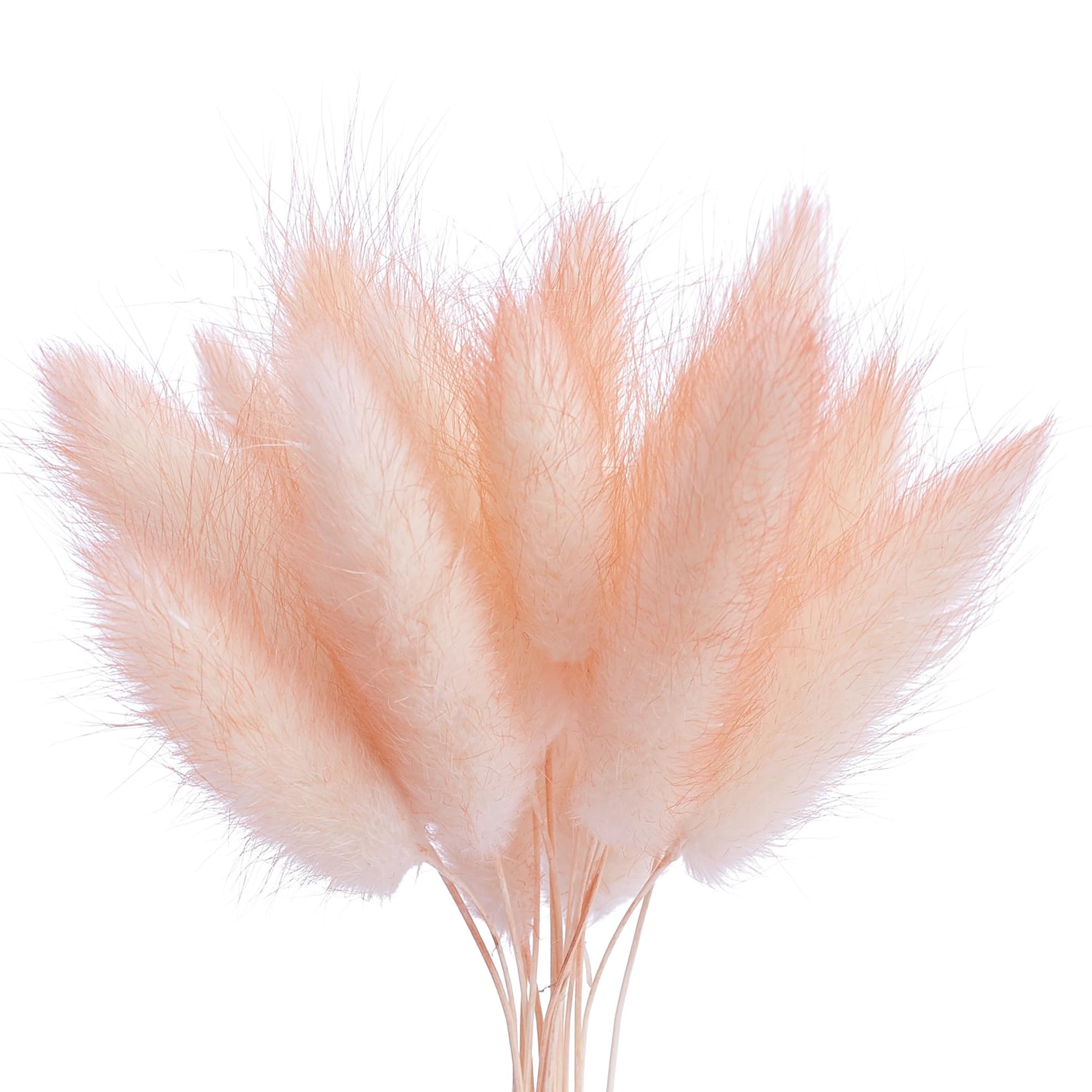 The Baked Studio - Original Dried Flower Lagarus Bunny Tails Set For Cake & Cupcake Decorating & Others Crafts (Peach)