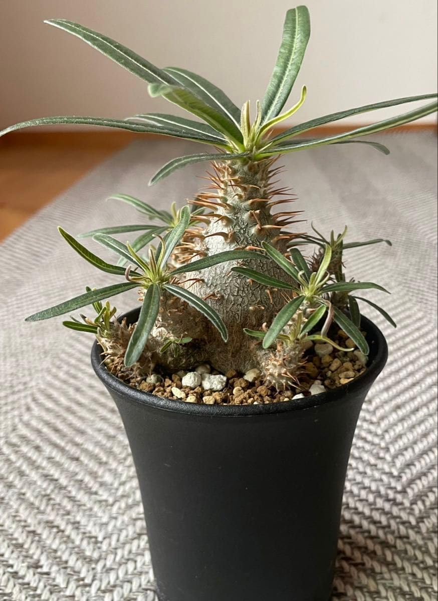 ココスヤシ 鉢下から90㎝ぐらい 極上】ココスヤシ 鉢底から150cm