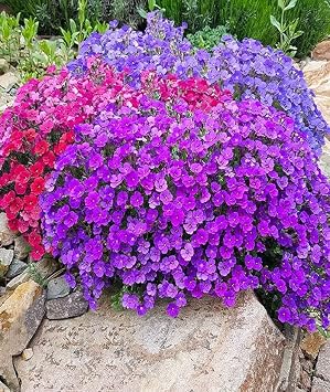 Seeds Multicolor Aubrieta Seed Mix 100 Seeds for Planting Rock Cress Perennial Plant