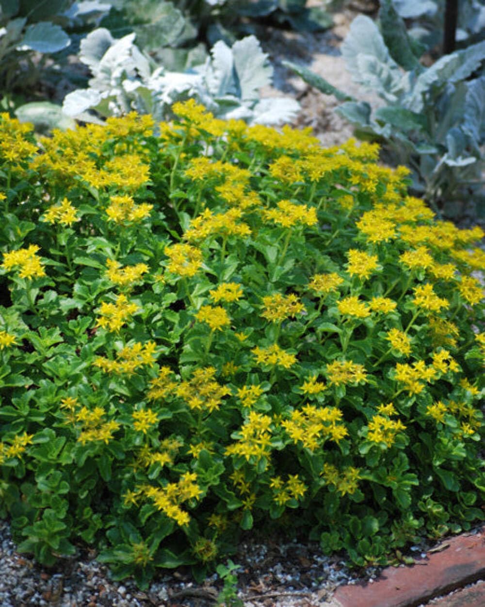 Sedum kamtschaticum