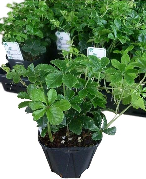 Amazon シッサス シュガーバイン 12ポットセット 3号 観葉植物 苗 セット販売 インテリア グリーン まとめ売り 鉢