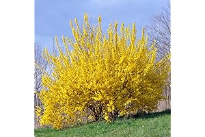 Lynwood Gold Forsythia Bush: Vibrant Spring Beauty for Your Garden