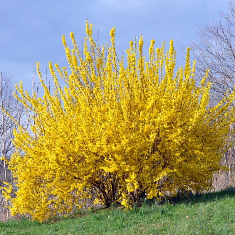 Lynwood Gold Forsythia Bush 6 to 13 Inch Tall, in Pot, Fragrant Forsythia Tree, Yellow Forsythia Plant