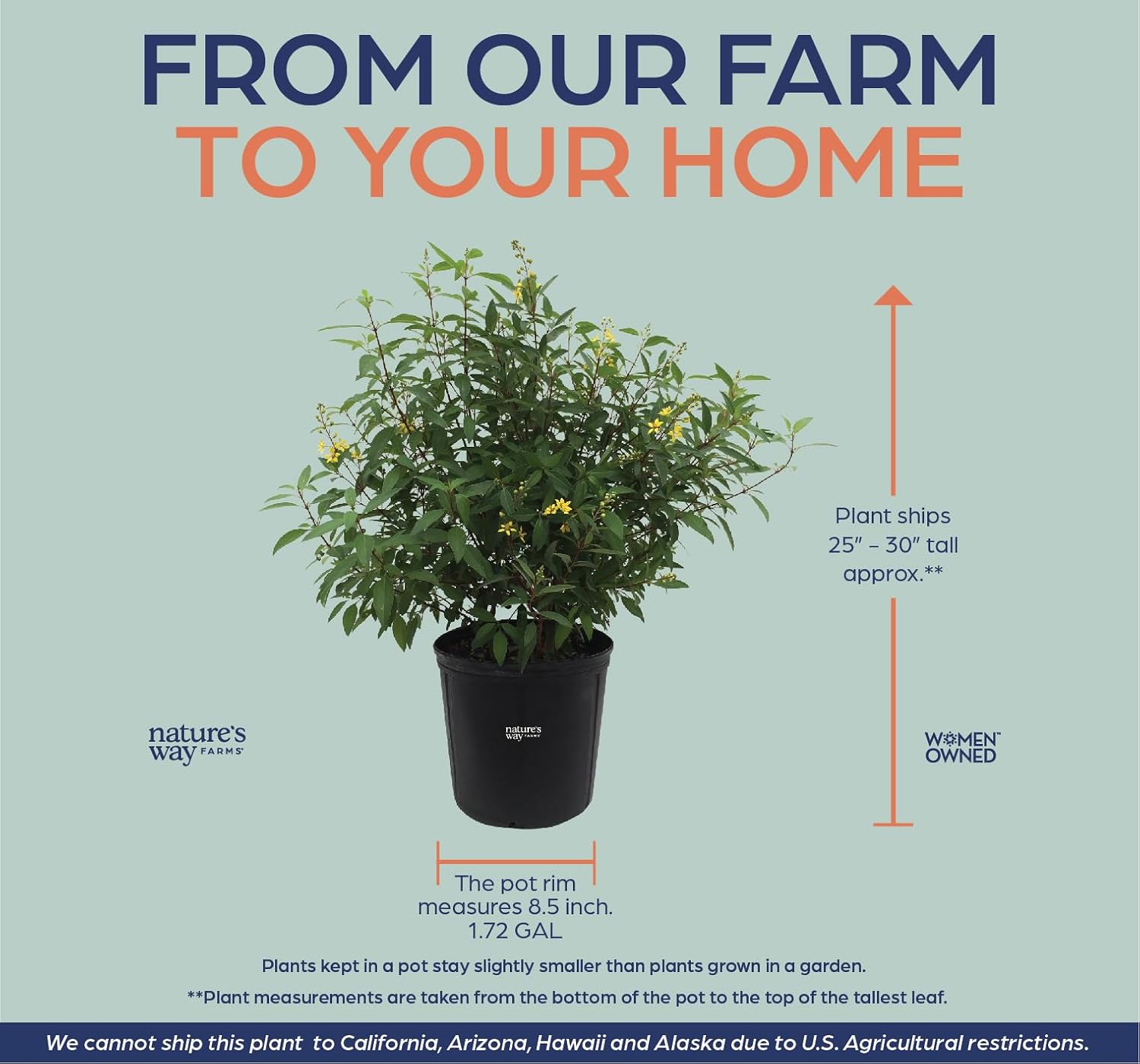 Nature's Way Farms Thryallis Live Plant (25-30 in. Tall) in Grower Pot