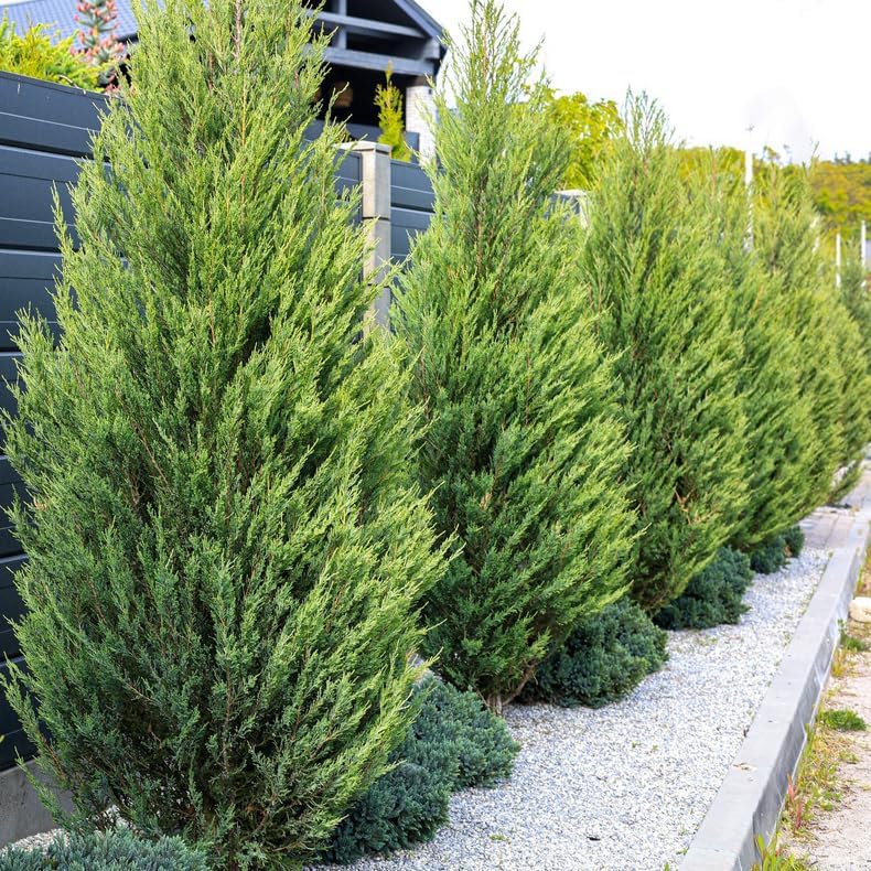 10 Leyland Cypress Trees - 6-12'' Tall Live Plants - Fast Growing Privacy Screen Seedlings - Evergreen Hedges - Cupressus x leylandii - (10 Pack)