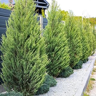 10 Leyland Cypress Trees - 6-12'' Tall Live Plants - Fast Growing Privac...