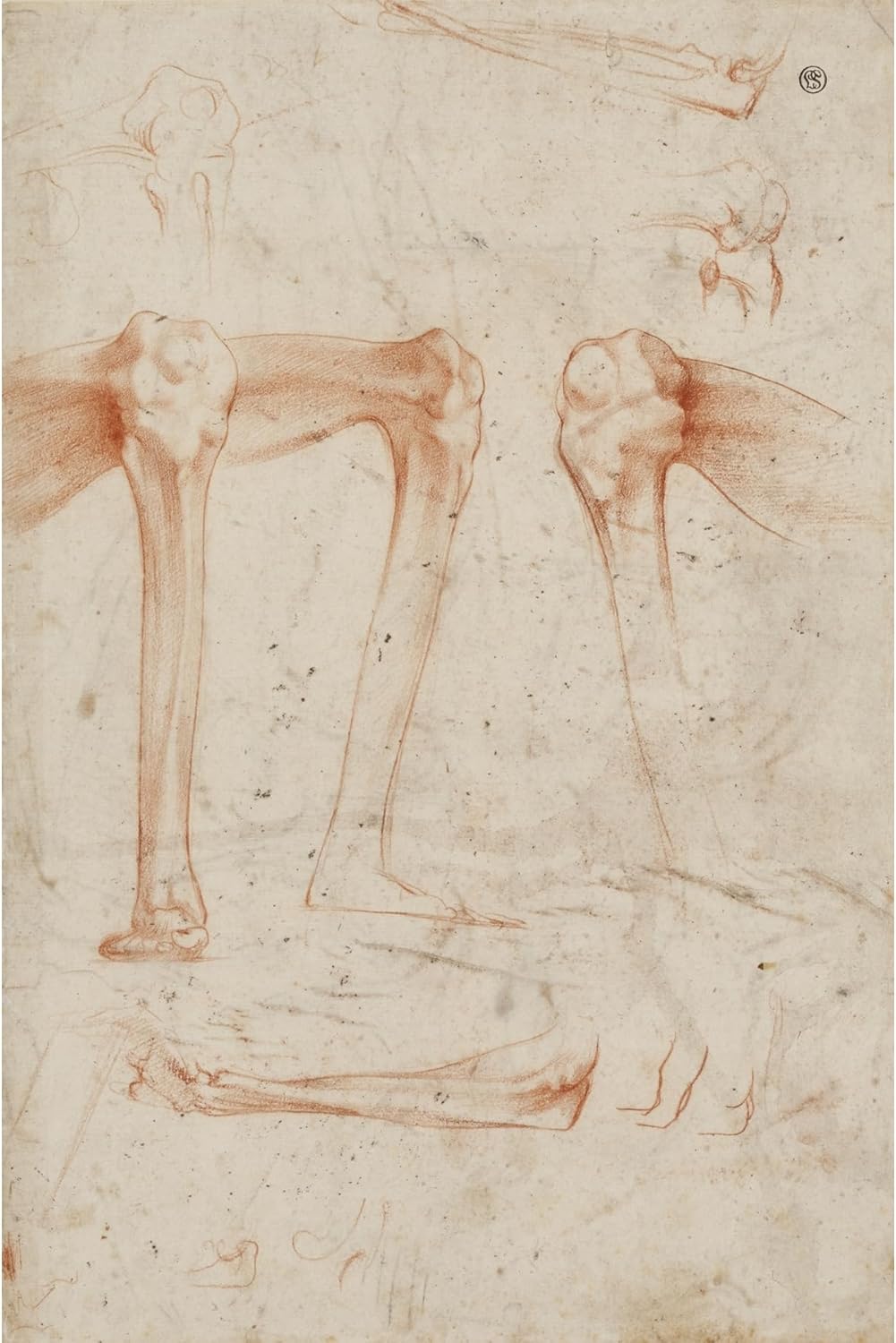 ArtDirect Studies of legs, knees and arms Unframed Art Print Giclee Poster by Rosso Fiorentino - Ready for Framing with Customization Sizes 7x10, 9x14, 13x20, 24x36, 32x48 and 40x60 inches