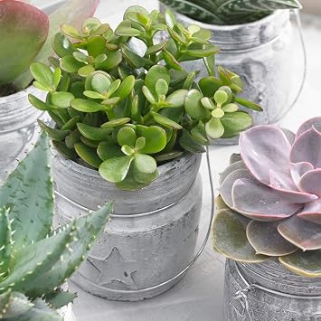 Crassula Ovata Indoor Plant - Decorative 'Friendly' Houseplant Tree in 12cm Pot