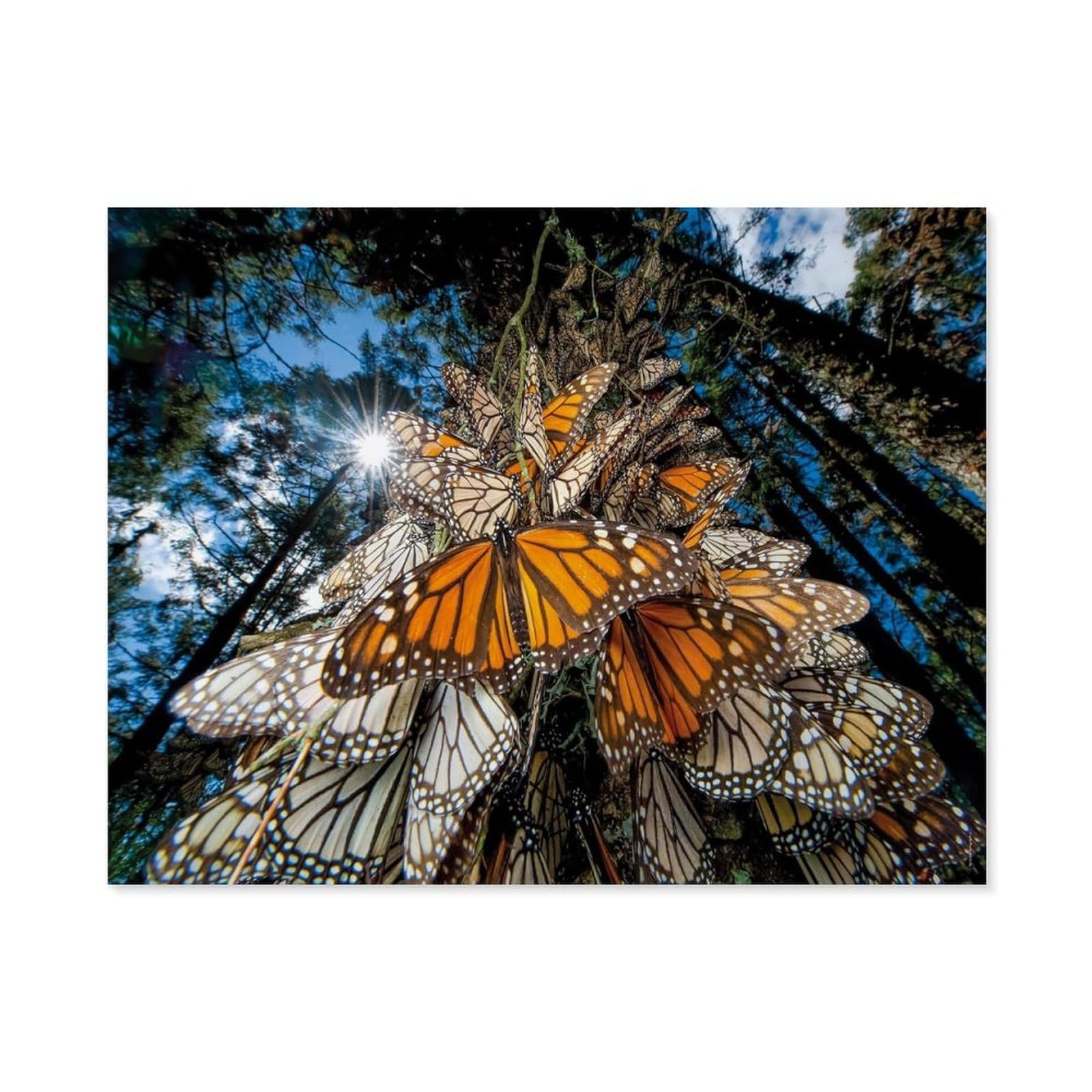 GSBRSNTS Paint by Numbers for Adults,Monarch Butterflies,DIY Oil Painting Kits for Adults Kids Without Frame with Brushes and Acrylic Pigment Paint by Numbers Canvas Arts Crafts (50x60cm-C96