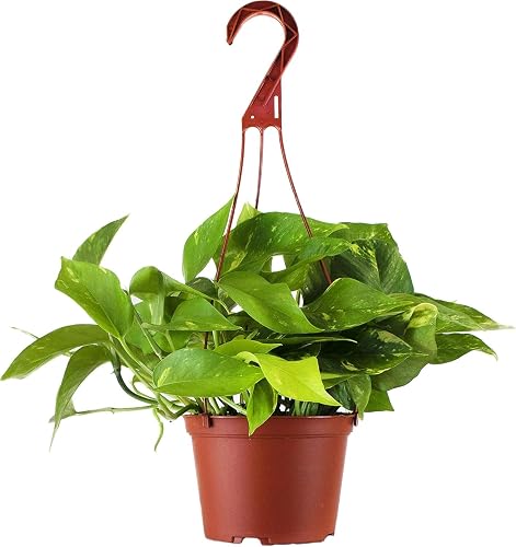 Shop Succulents Golden Pothos Hanging Plant, Live Indoor Plant, Easy Care Hanging Ivy Houseplant, Air Purifying Plant, Housewarming, Home Décor, 6 Inch Pot - Golden Pothos