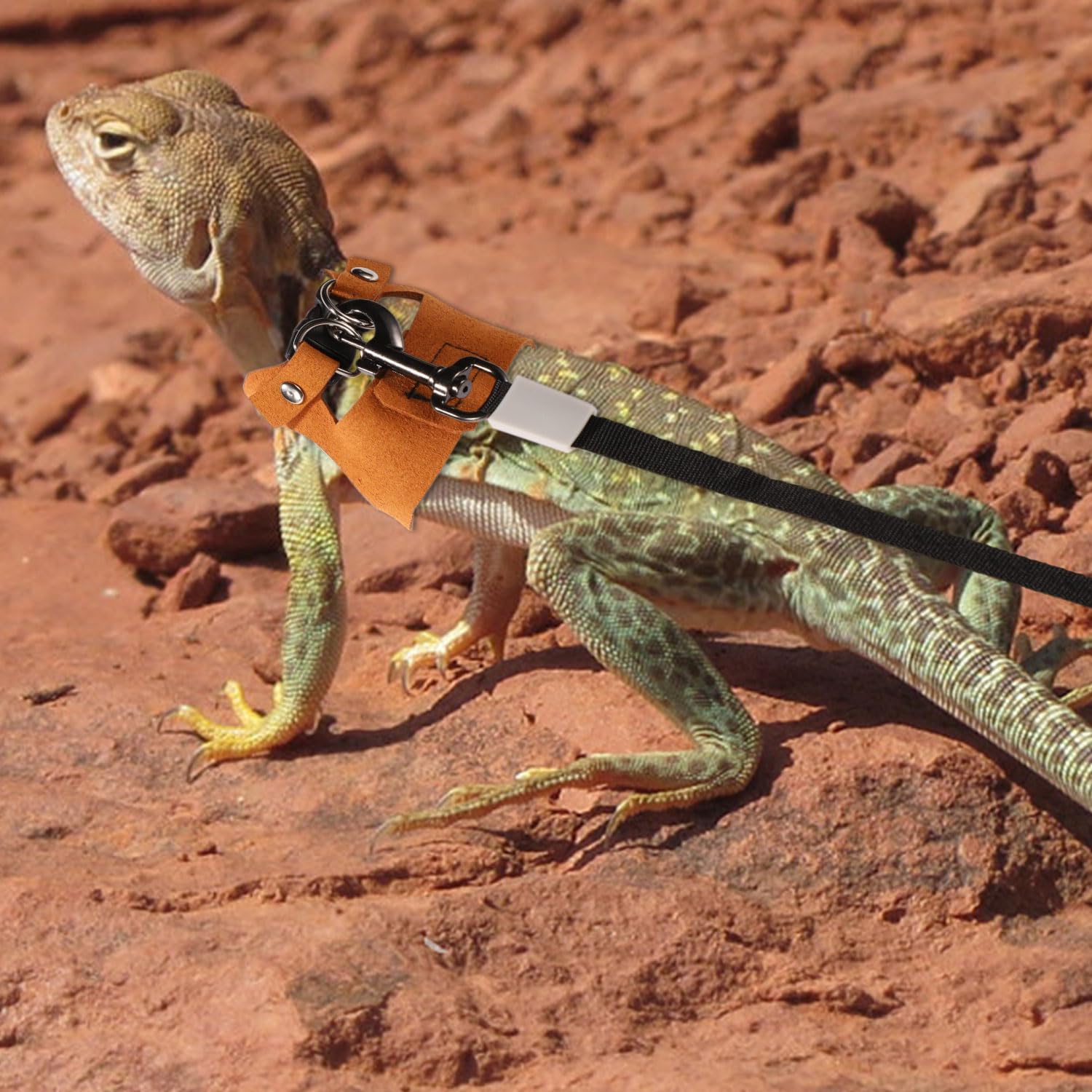 Bartagamengeschirr und Leine, 3 Größen Superleder Bartagamengeschirr mit Einziehbarer Bartagamenleine aus Kunststoff Bartagamenoutfits für Reptilienspaziergänge im Freien (Braun)