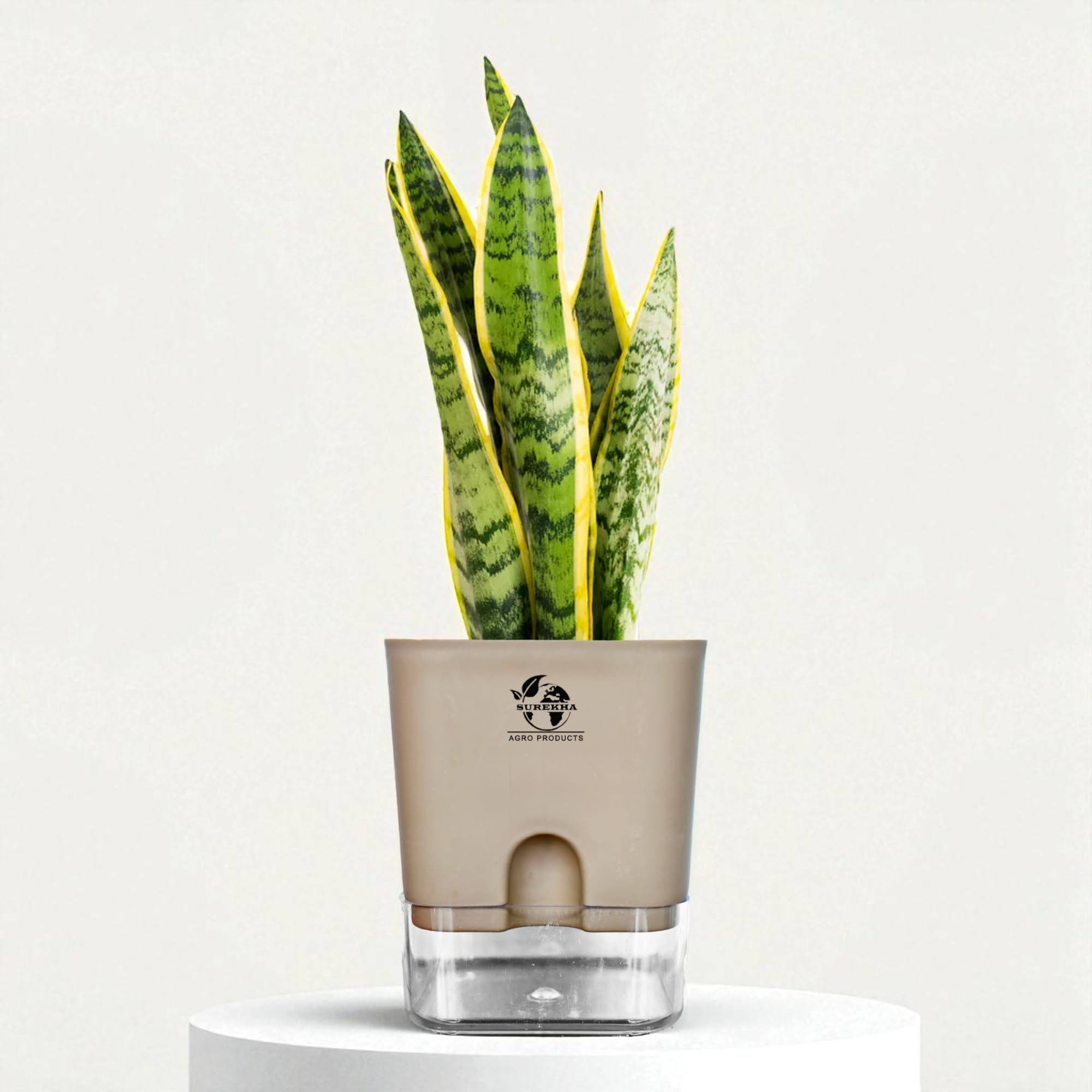 Surekha Sansevieria Laurentii Snake Plant Live in Self Watering Brown Pot | Indoor Air Purifying Houseplant | Easy Low Maintenance, Drought Tolerant Plant for Home & Office Décor-image-7