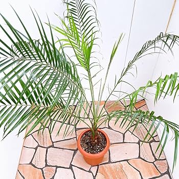 Amazon｜ヤシ ヤシの木 フェニックスロベレニー 幹上がり 根