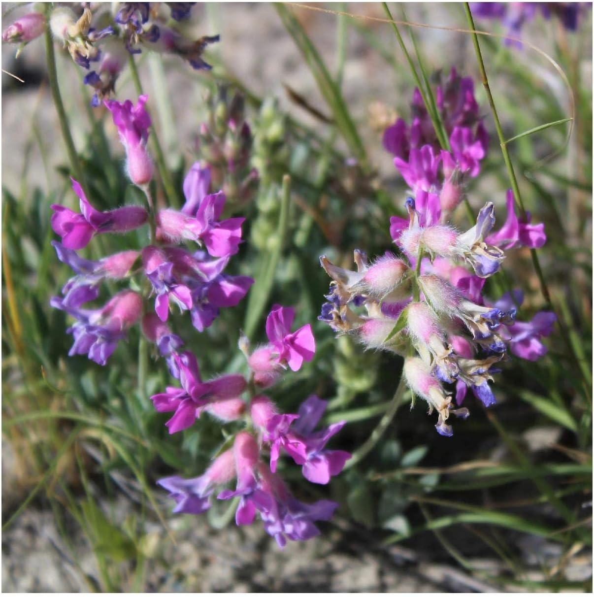 Everwilde Farms - 1/4 Lb Purple Locoweed Native Wildflower Seeds - Gold Vault