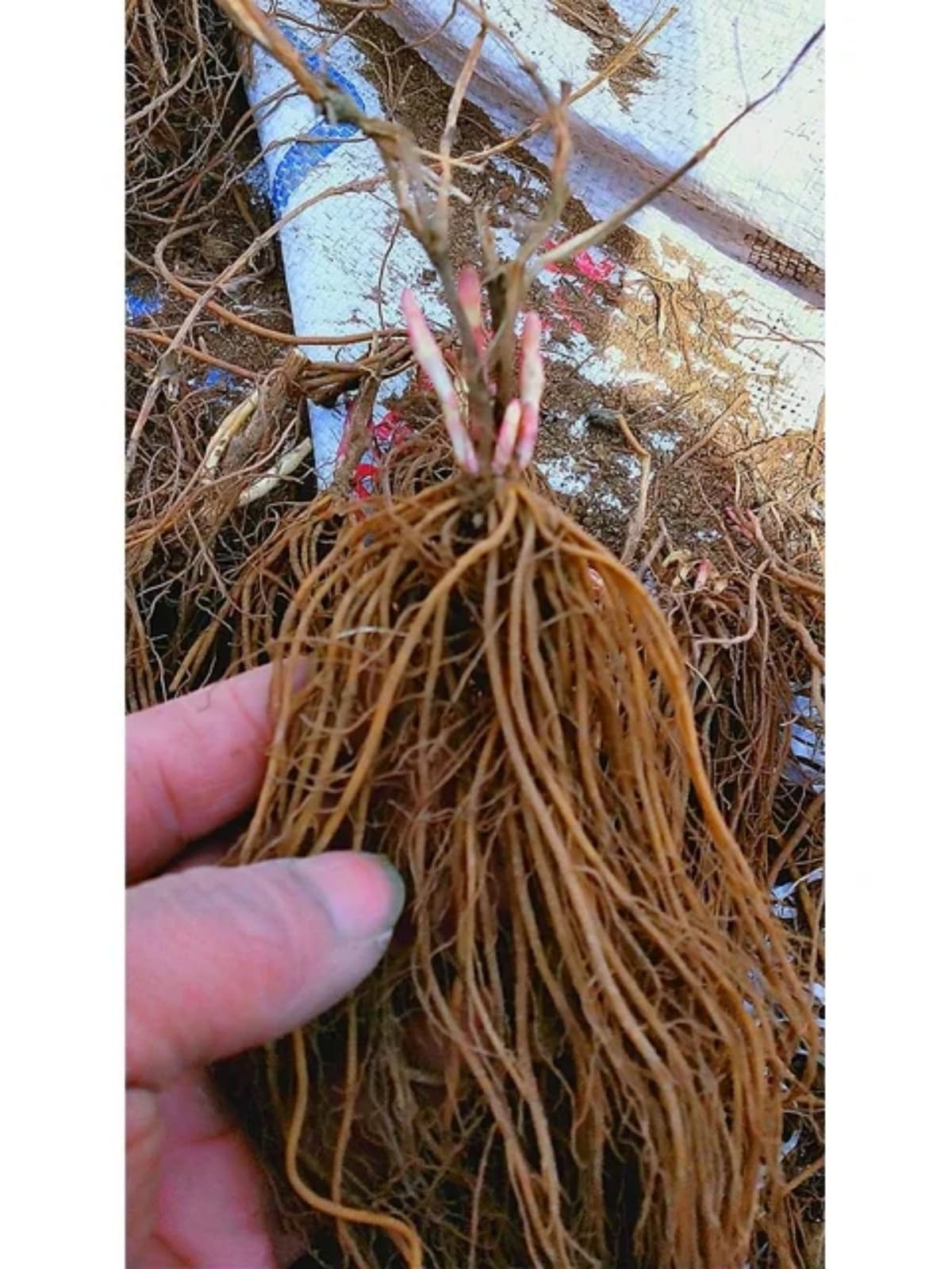 Clematide rampicante Montenegro, una clematide rampicante da esterno adatta per giardini domestici-6 Rhizomes-F