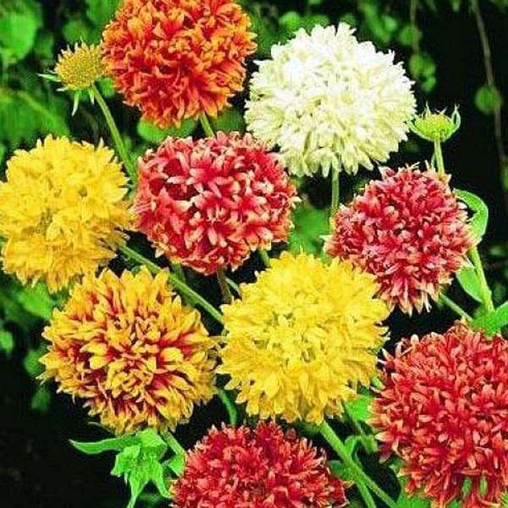 PLANTOGALLERY Gaillardia F1 Hybrid Flower Seeds 100% Germinated Seeds (B09B2LMS1X) Amazon Price History, Amazon Price Tracker