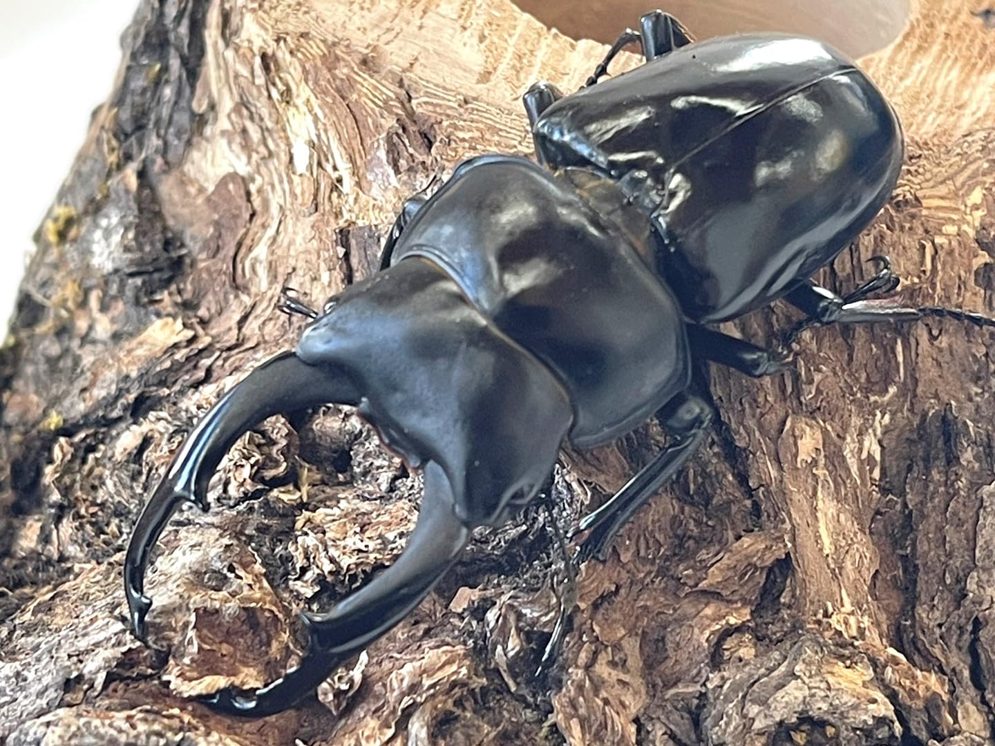 ネパレンシス　ネパールコクワガタ　♂♀ペア① ネパレンシス（ネパールコクワ） 60mm ペア