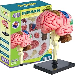 Comprar Modelo de cerebro para la psicología - Enseñanza de anatomía cerebral, herramienta de neurociencia educativa | Cerebro humano de 4 partes codificado por colores con base de exhibición, ideal para estu