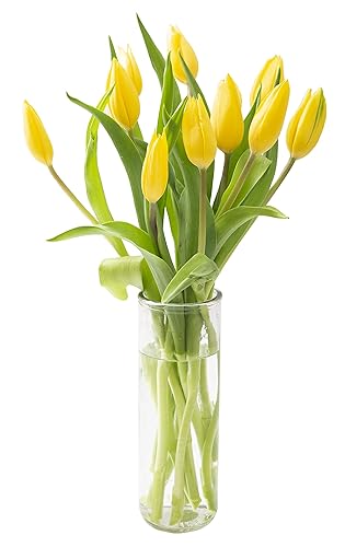 KaBloom - Bouquet of Fresh 10 Yellow Tulips with Vase