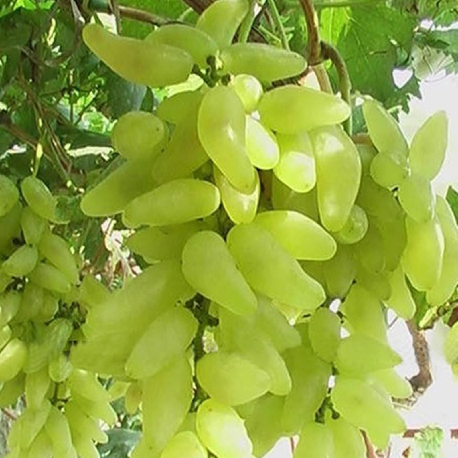 Ggrape Bare Root, Excellent Display,Good for Containers Finger Grape Root, Grape Vine Plant-4 Roots-D