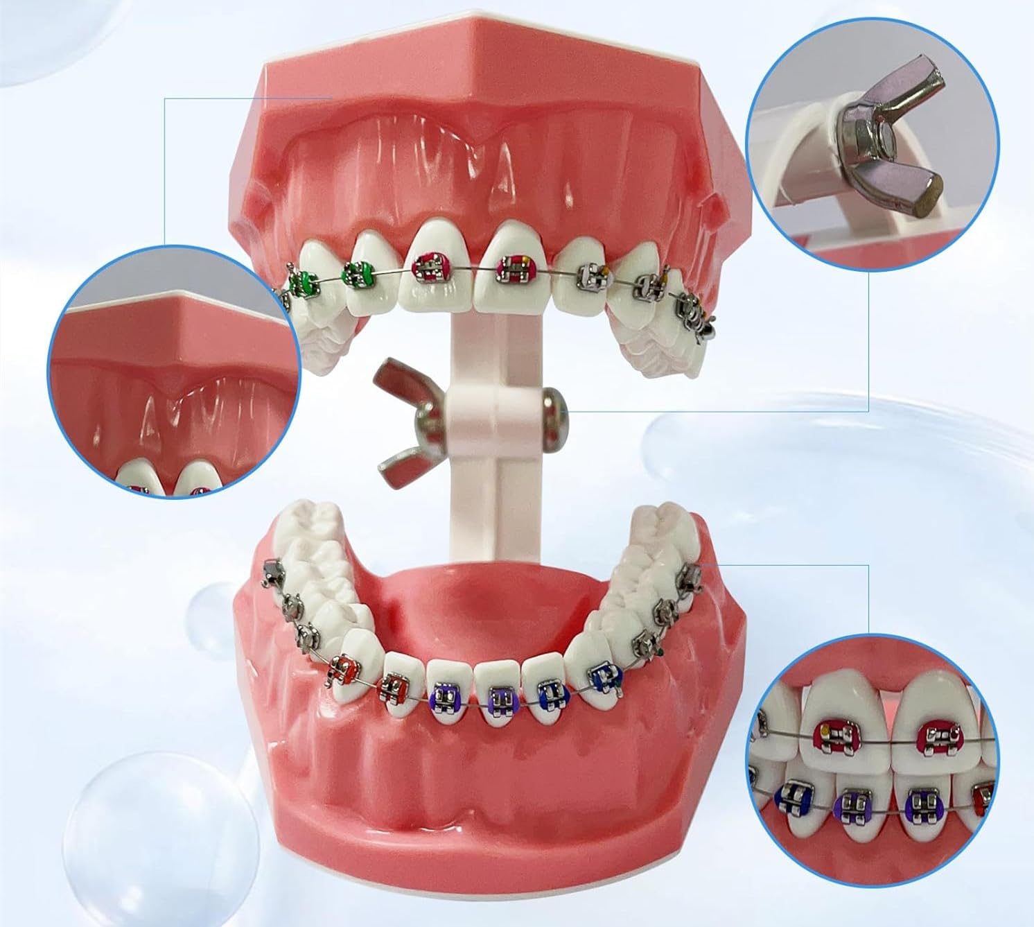 Dental Orthodontic Model Typodont with Brackets Wires Dentist Teaching Studying