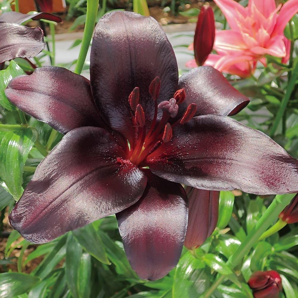 Amazon.co.jp: すかしユリ 球根 ナイトライダー 4球 / 国華園 24