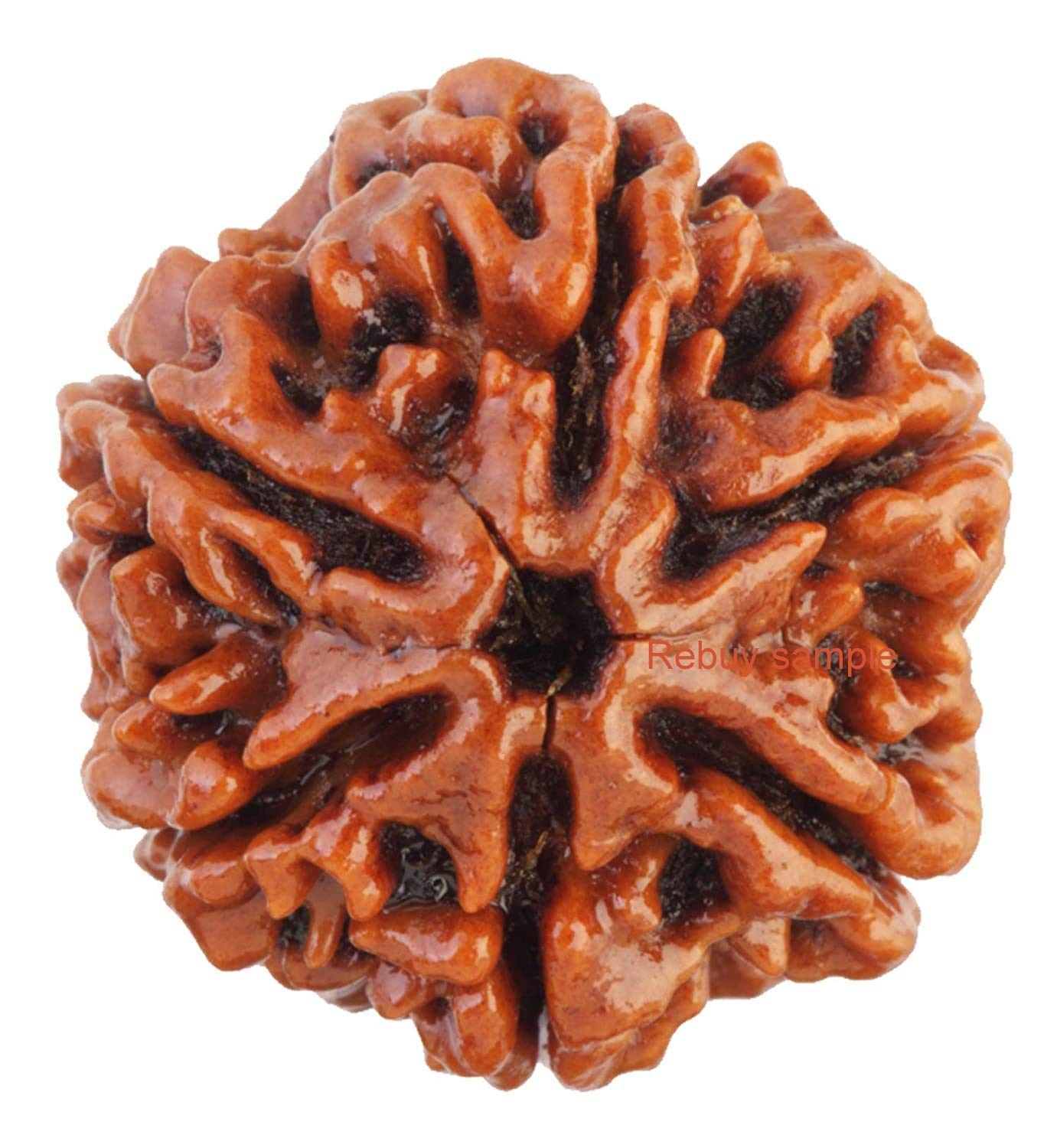 REBUY 6 Mukhi Nepali Rudraksha | Six Faced Original Certified with Lab Report Brown Rudraksha for Men & Women | 20-25 mm (B08TWL57HV) Amazon Price History, Amazon Price Tracker