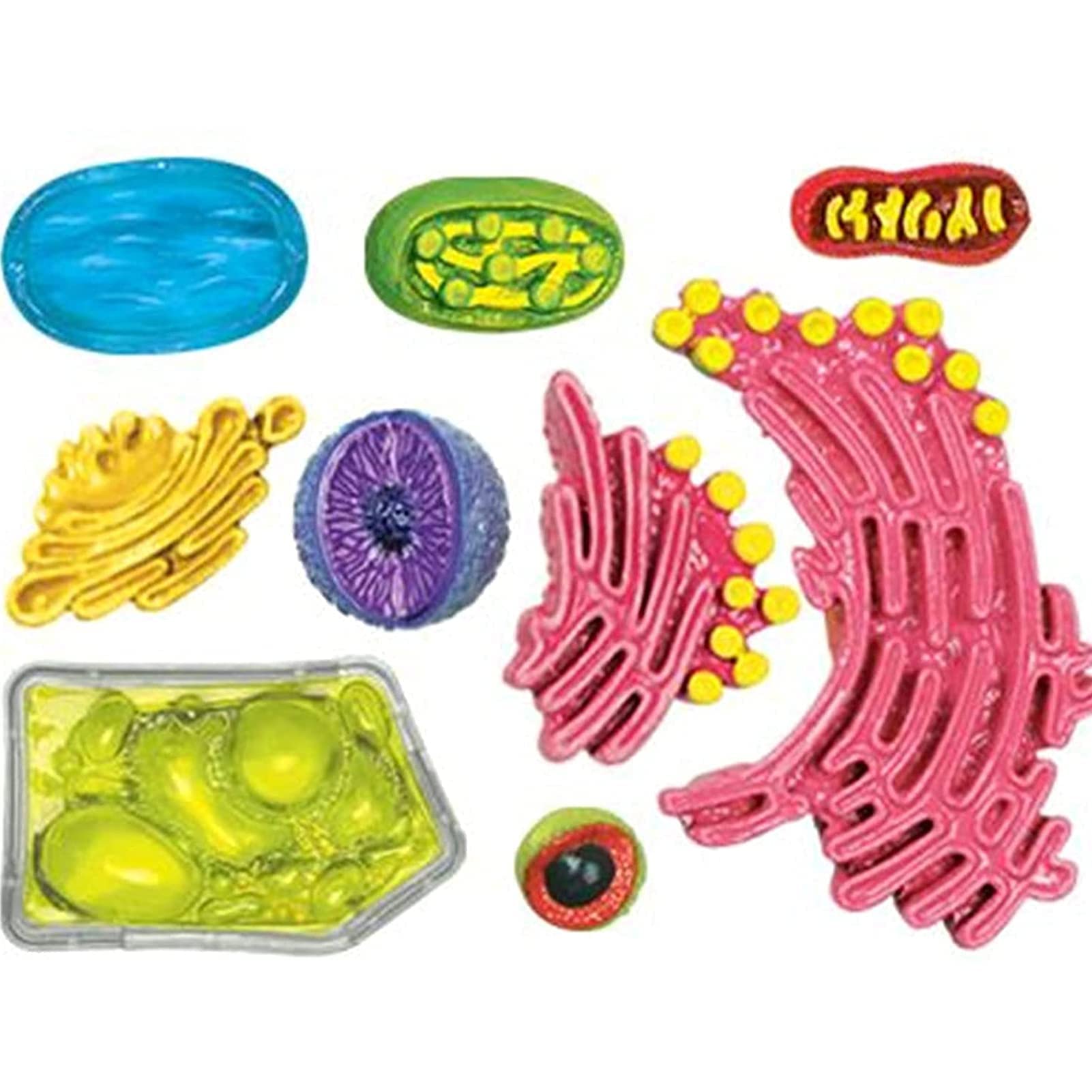 Model Anatomiczny Roślin 4D Vision - Model Komórek Zwierzęcych I Roślinnych - Biologiczny Eksperymentalny Model Nauczania Porównawczego Do Nauki Wyświetlania Modelu Naucz