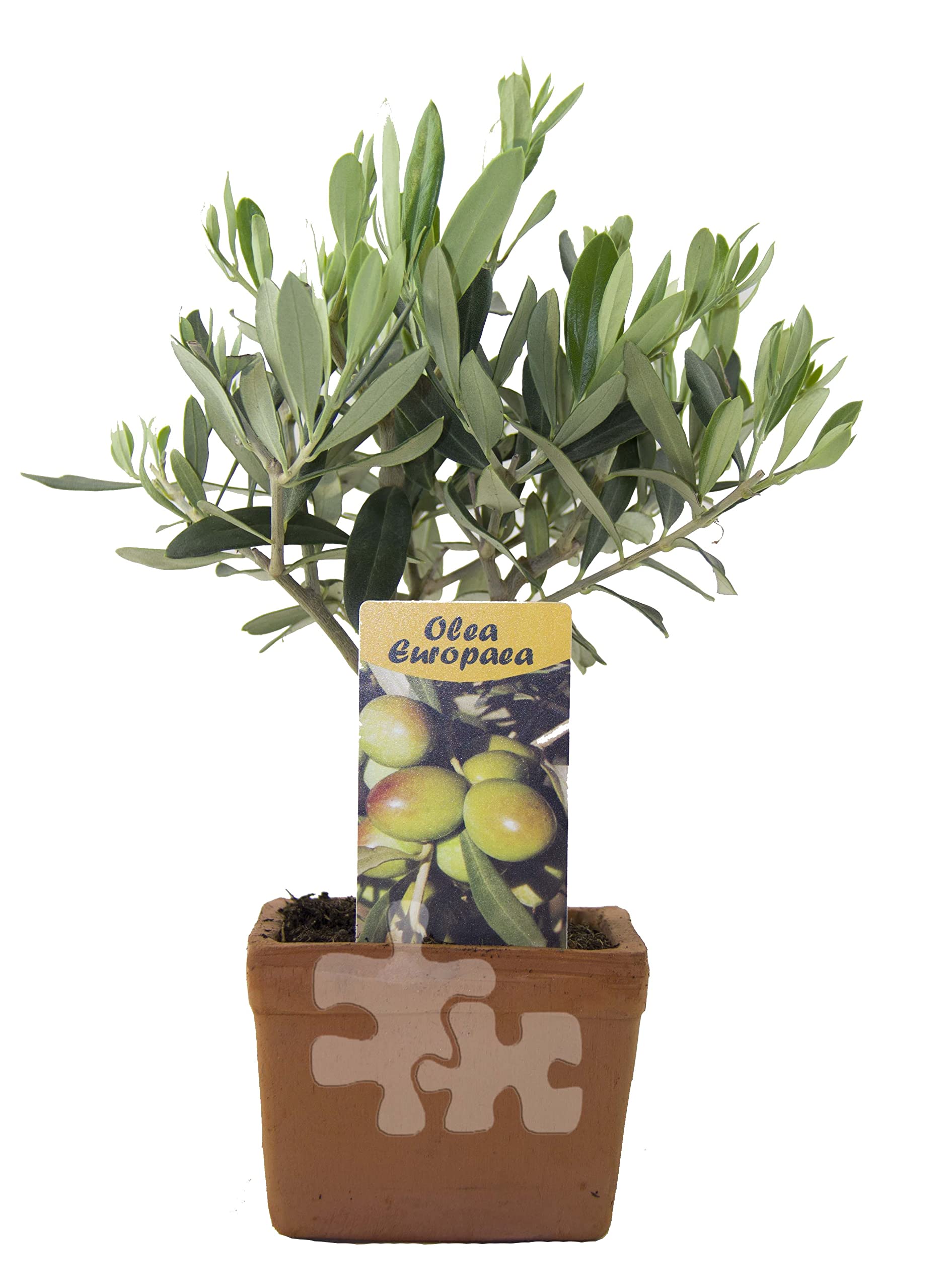 rhododendron roseum elegans Roseum Elegans Rhododendron – Plant Detectives