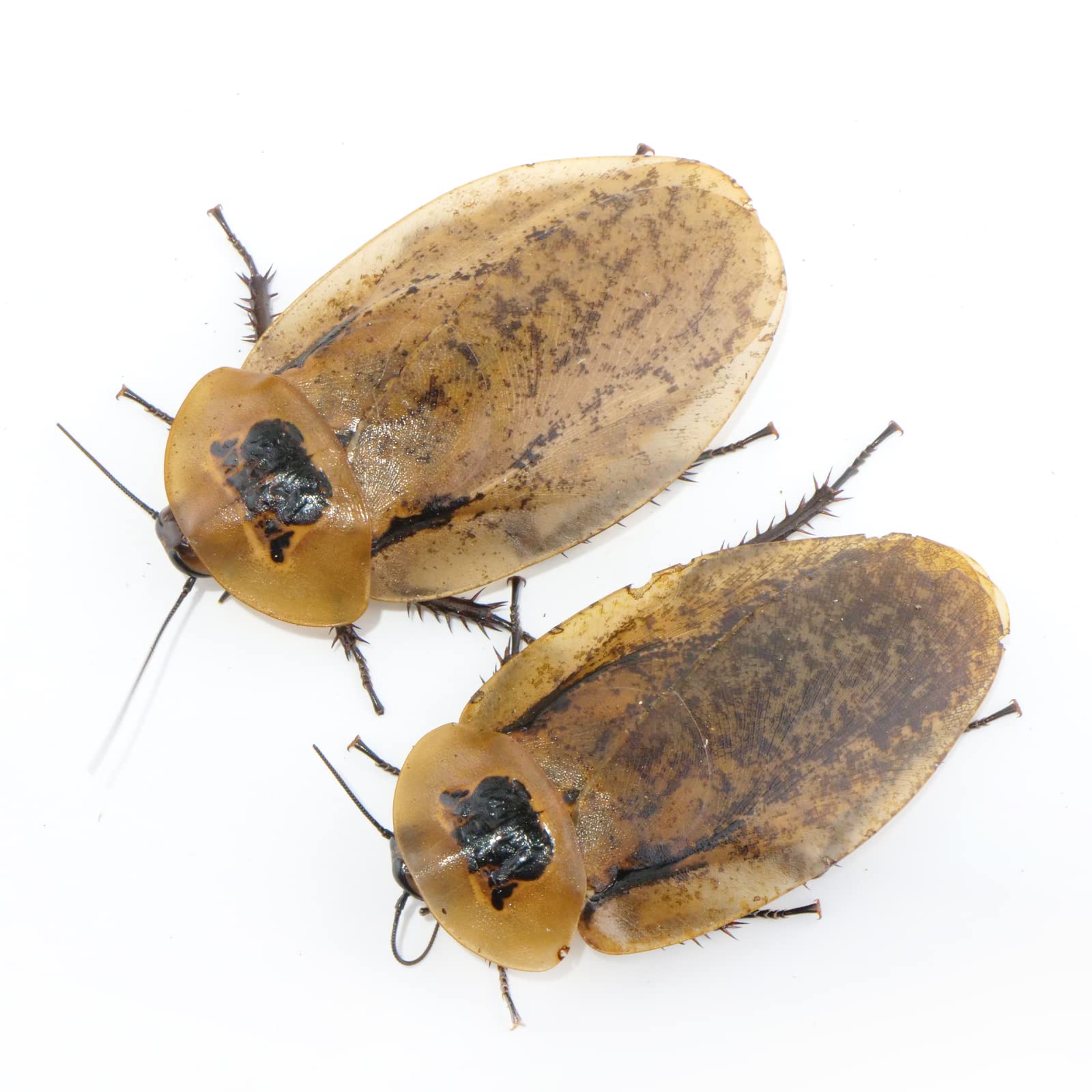 ジャイアントウッドローチ約100匹（ペット用ゴキブリ）