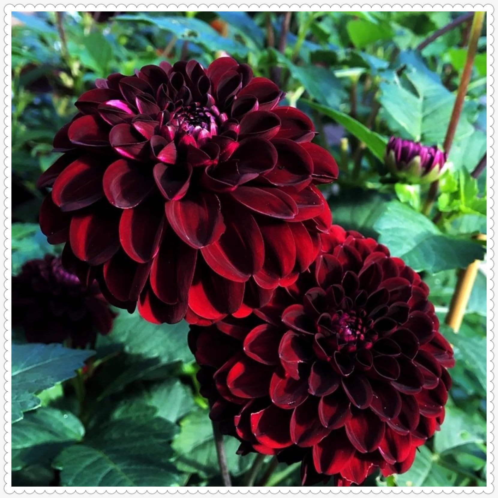 Dahlia Bulbs Mix for Planting Now UK,Strong Plants That Grow Well,Dahlia Tubers Bulk,Beauty of Garden,Gift Ready,Hardy Perennial,Wedding Flowers Cut Flowers-2bulbs-J